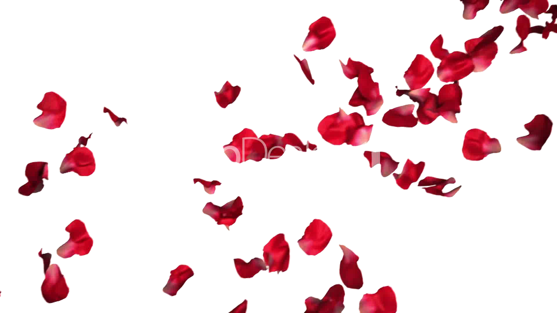 Set of 9 pink color rose petals on a transparent background 28339593 PNG