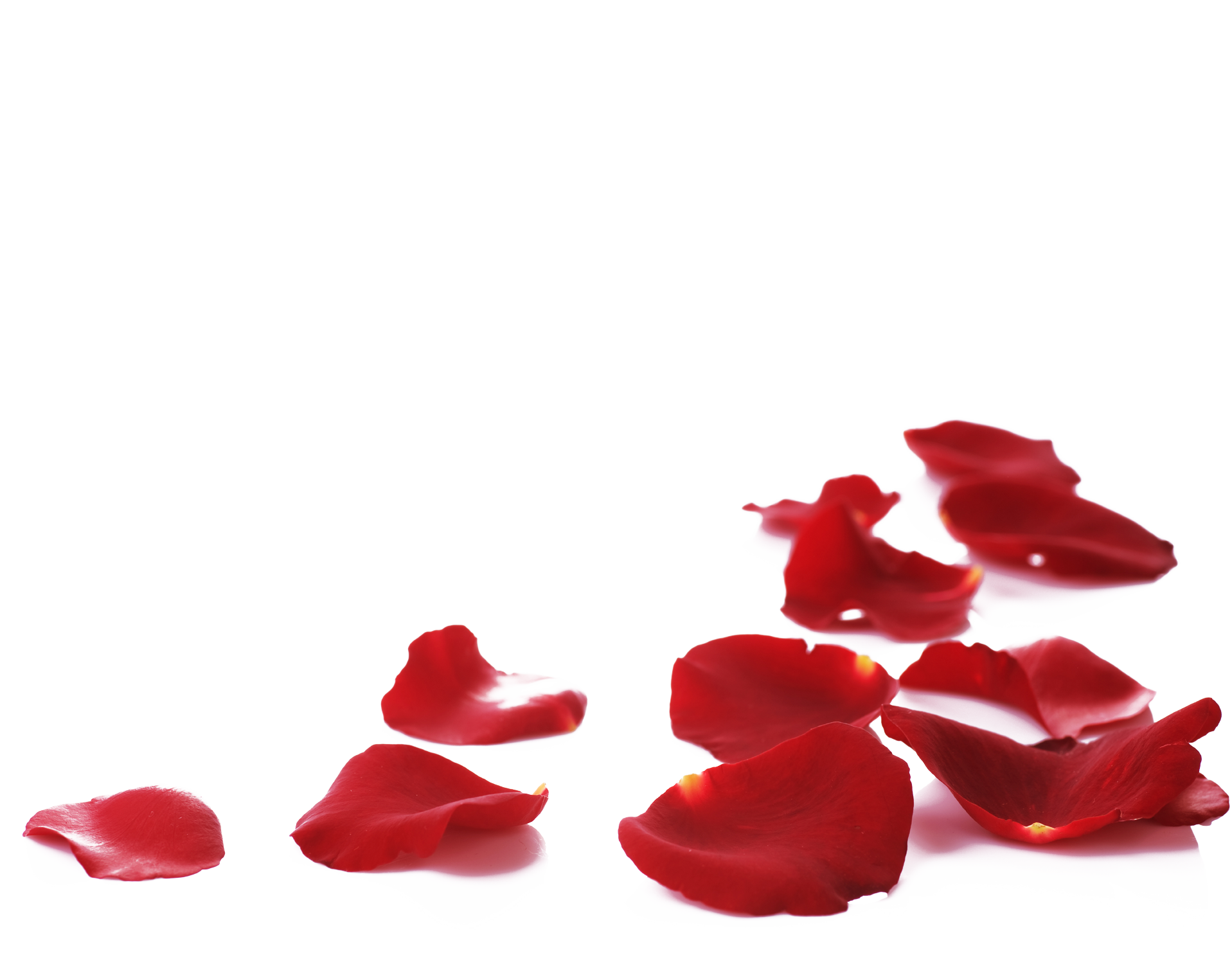 rose petals background png rose petals floor #30958