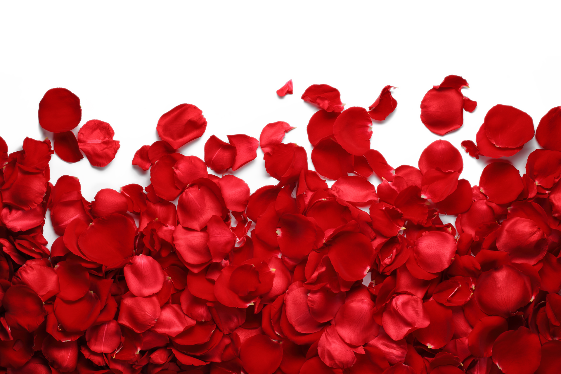 rose petals background png rose petals floor #30966