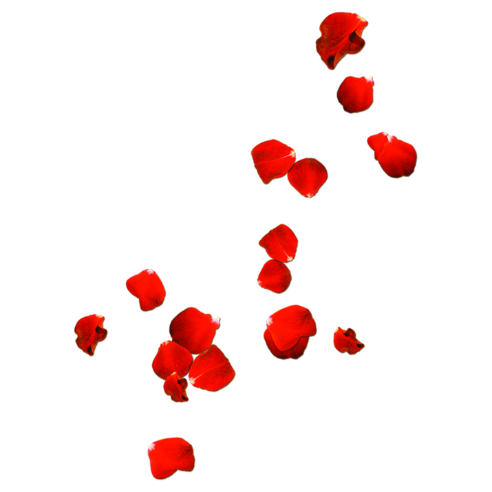 rose petals png image download pngm #30965