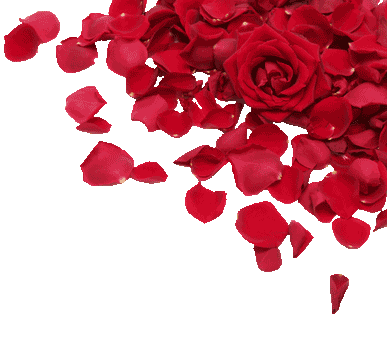 rose petals png images impremedia #31011