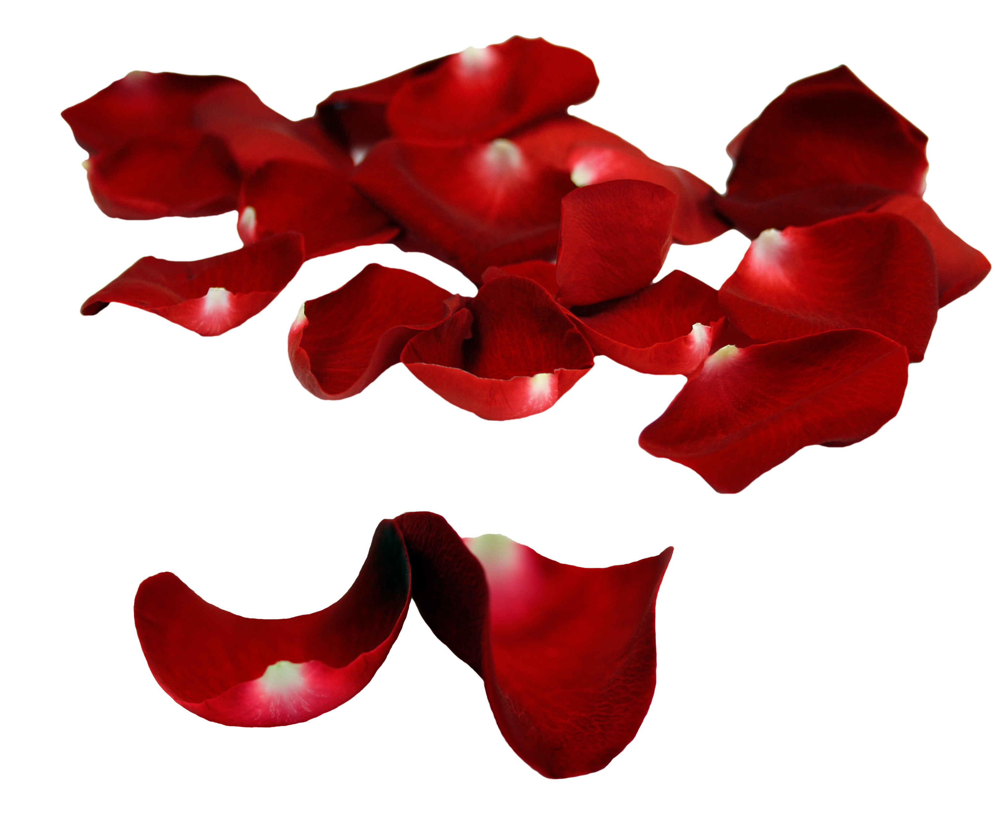 rose petals psd png with transparent background #30974