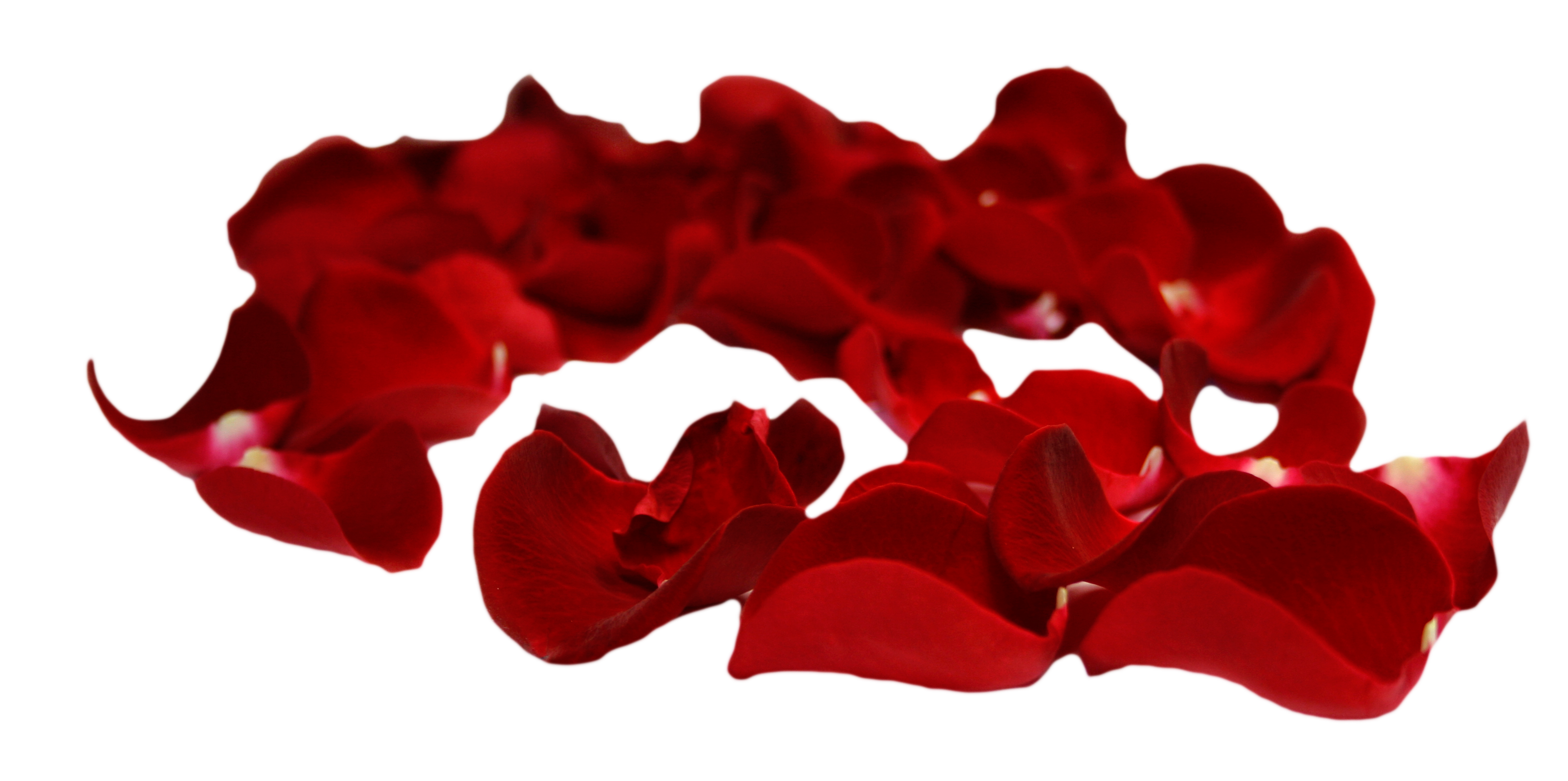 rose petals psd png with transparent background #30962