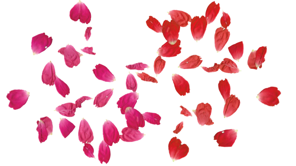 Rose Petal Set Red Transparent Clip Art​