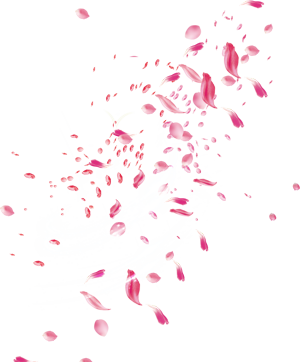 rose petals falling image flower and rose #33690