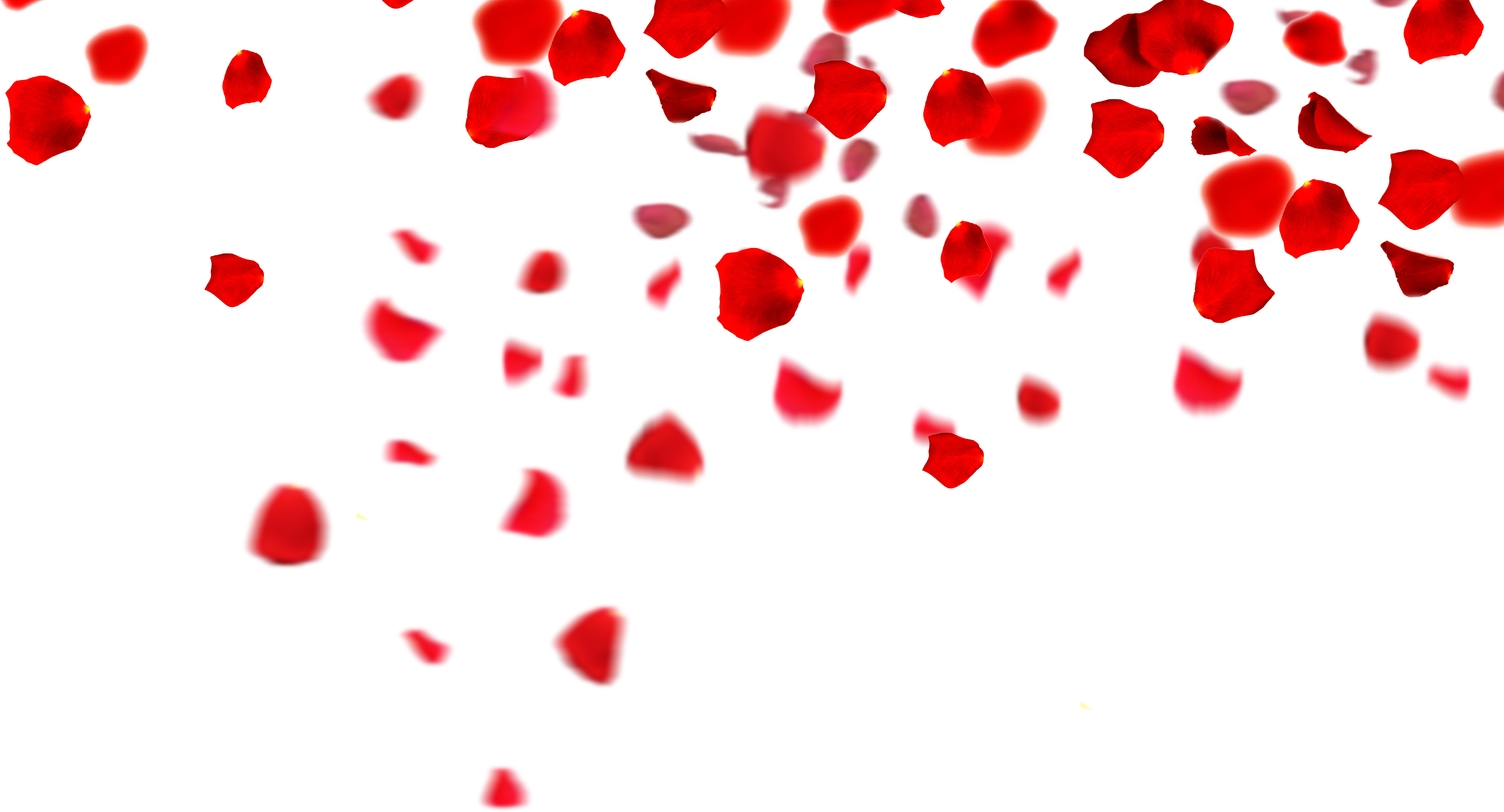 Rose Petals