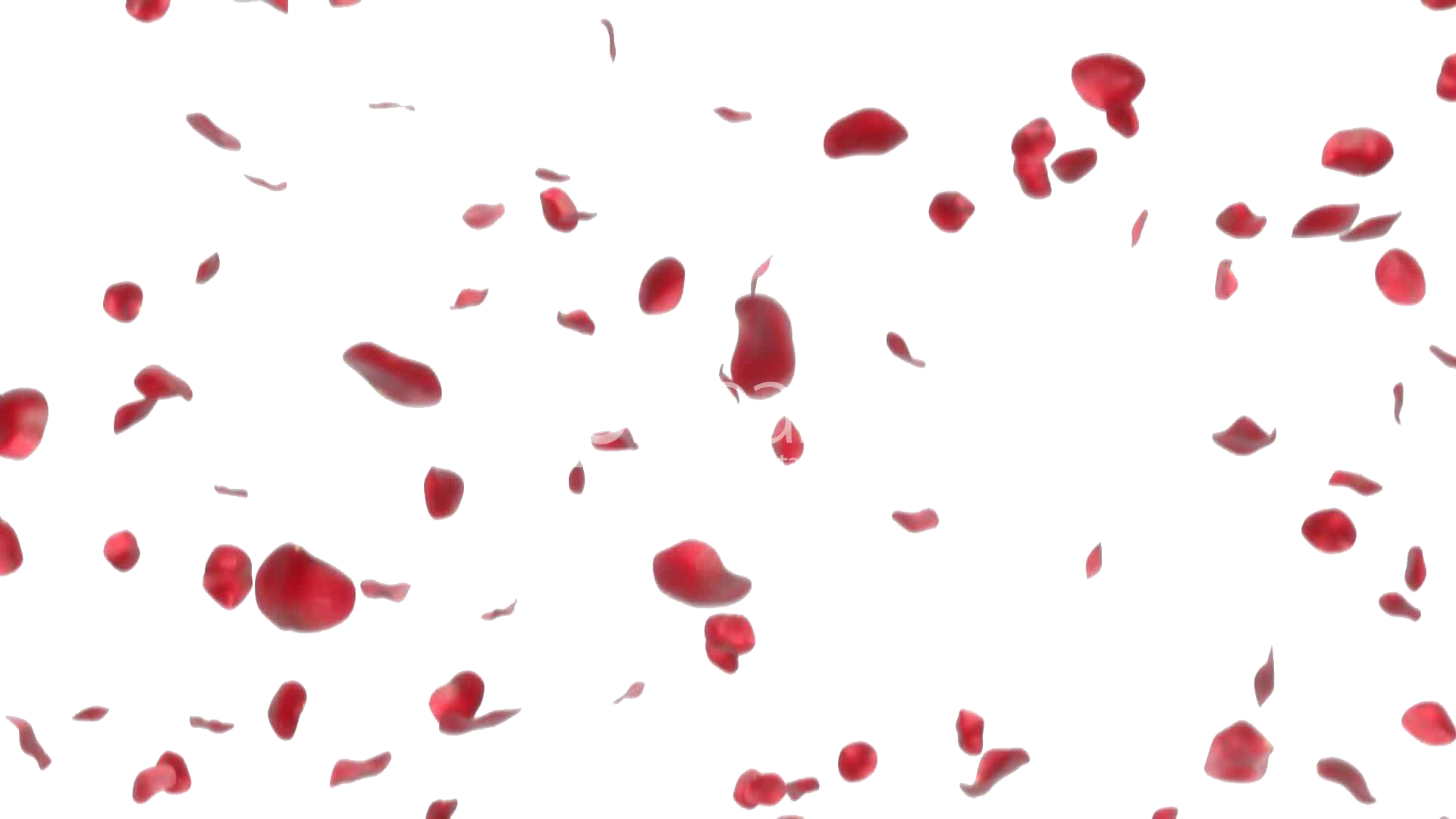 rose petals falling rose petals png image png mart #33694