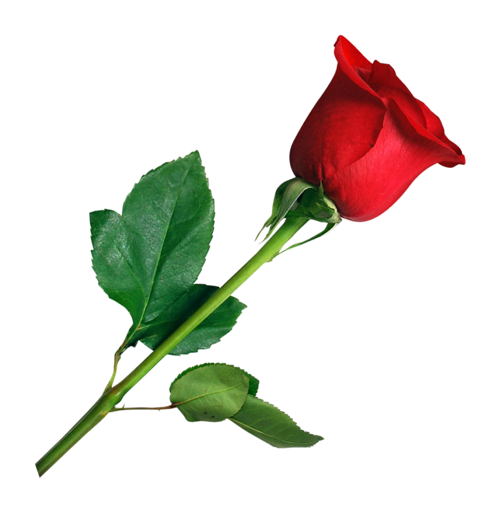 alone red rose png image #40625