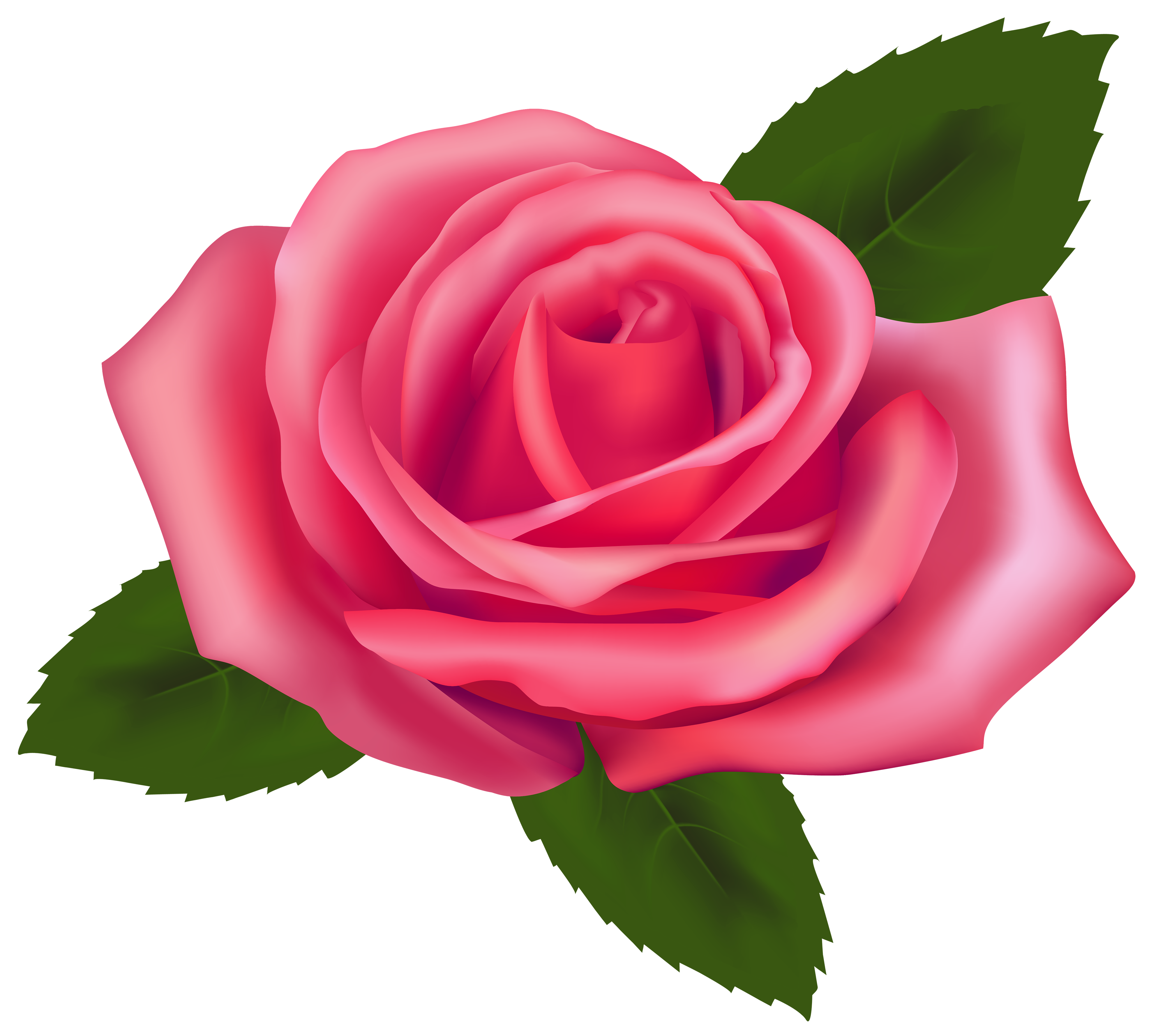 Beautiful Pink Rose Clipart Best #40643