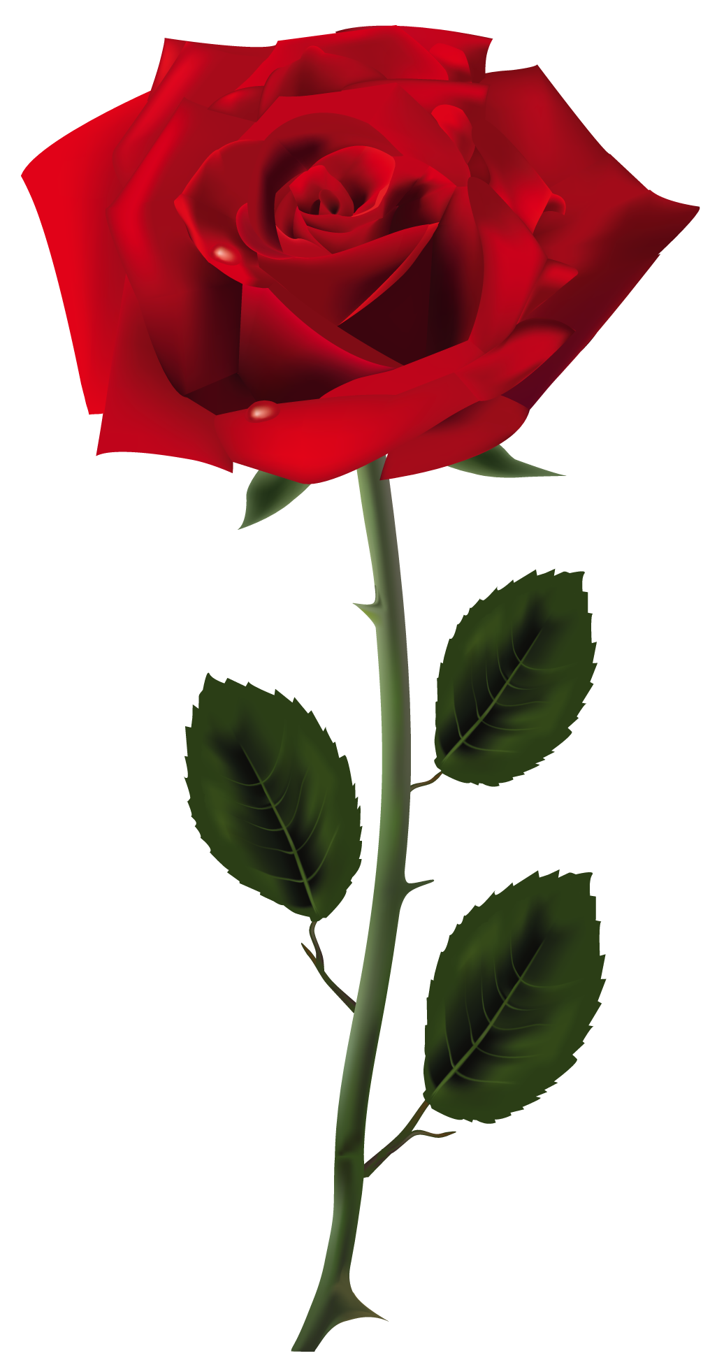 Beautiful Red Rose Png Clipart #40629