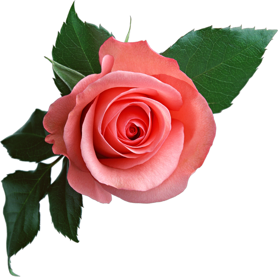 download pink rose transparent image #40623