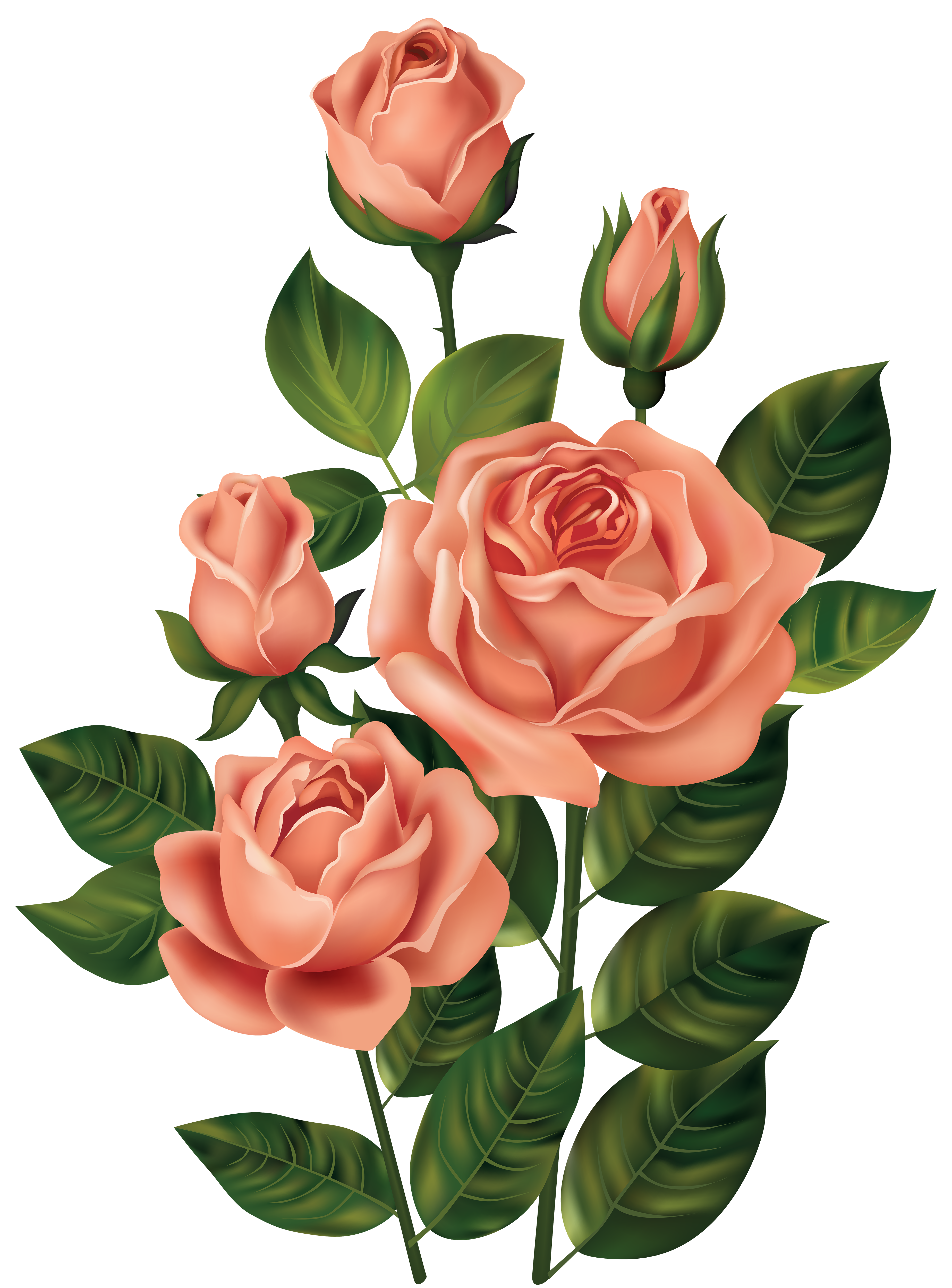 download pink roses transparent png image #40631