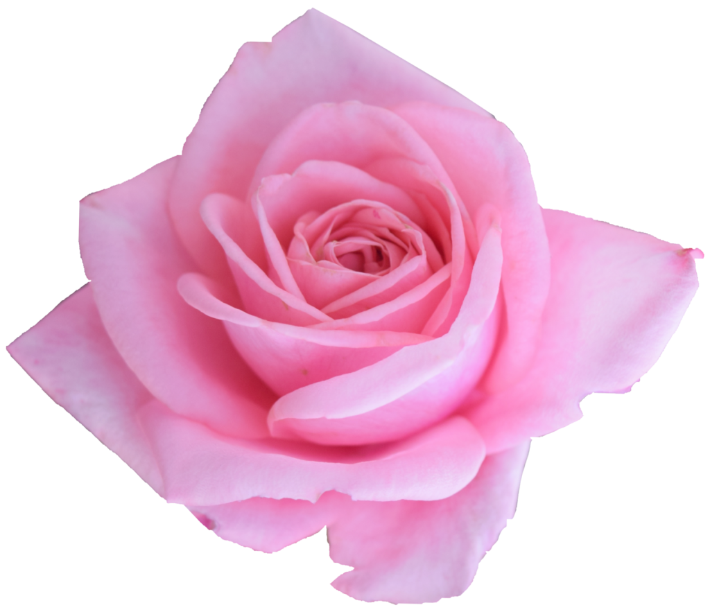 elegant pink rose transparent #40637