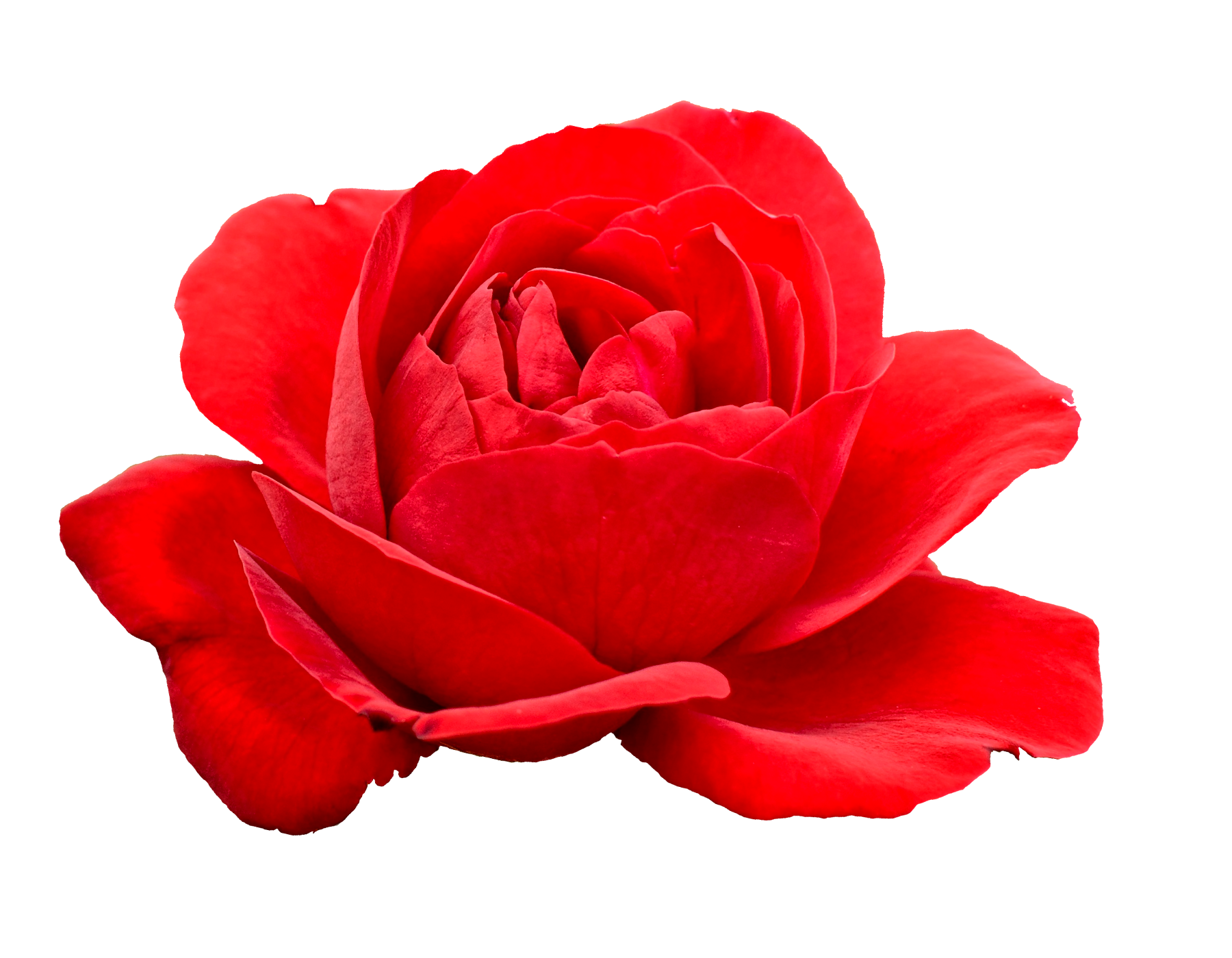 flower red rose image transparent #40646