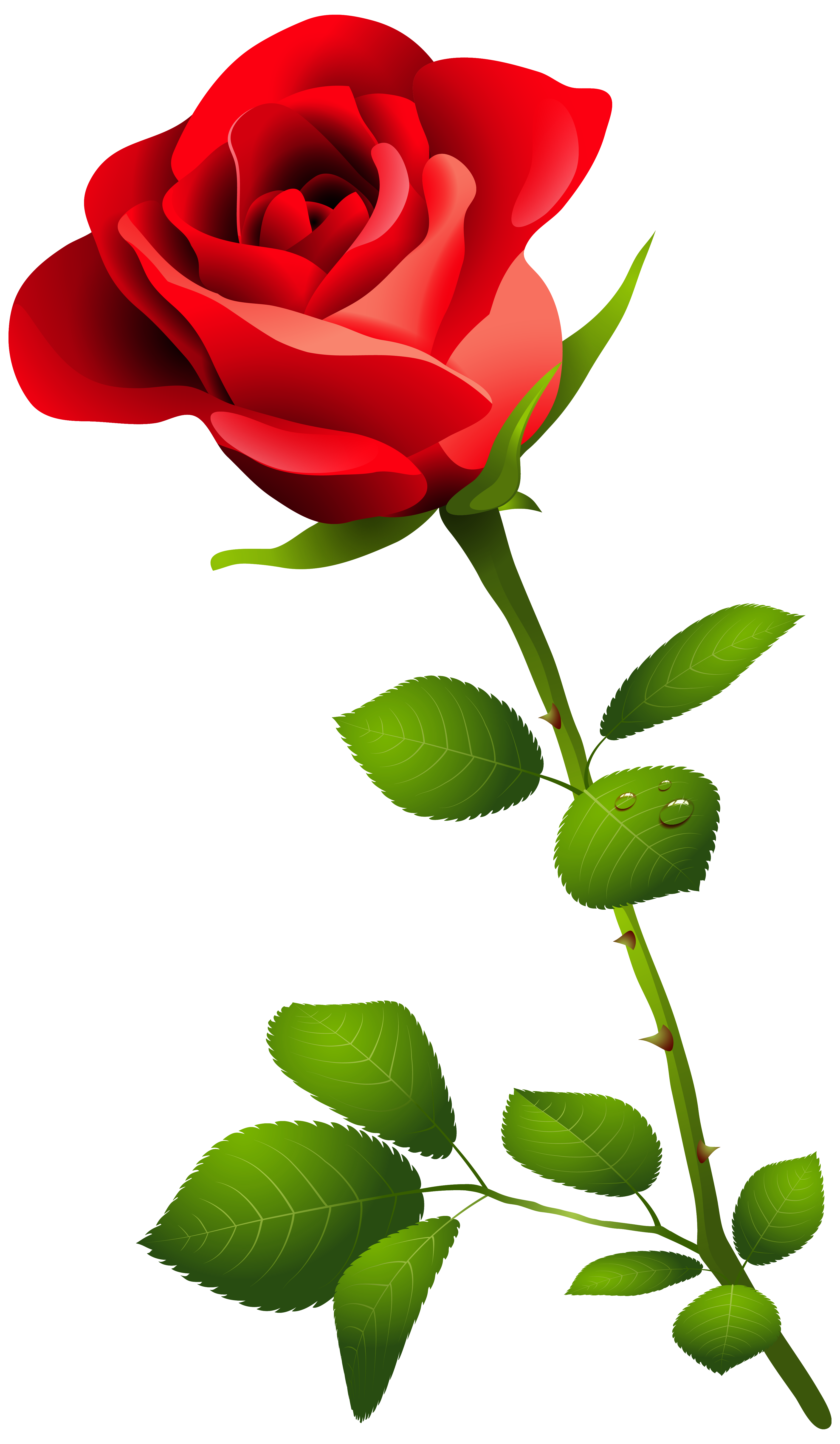 hd red rose with stem transparent clipart #40648