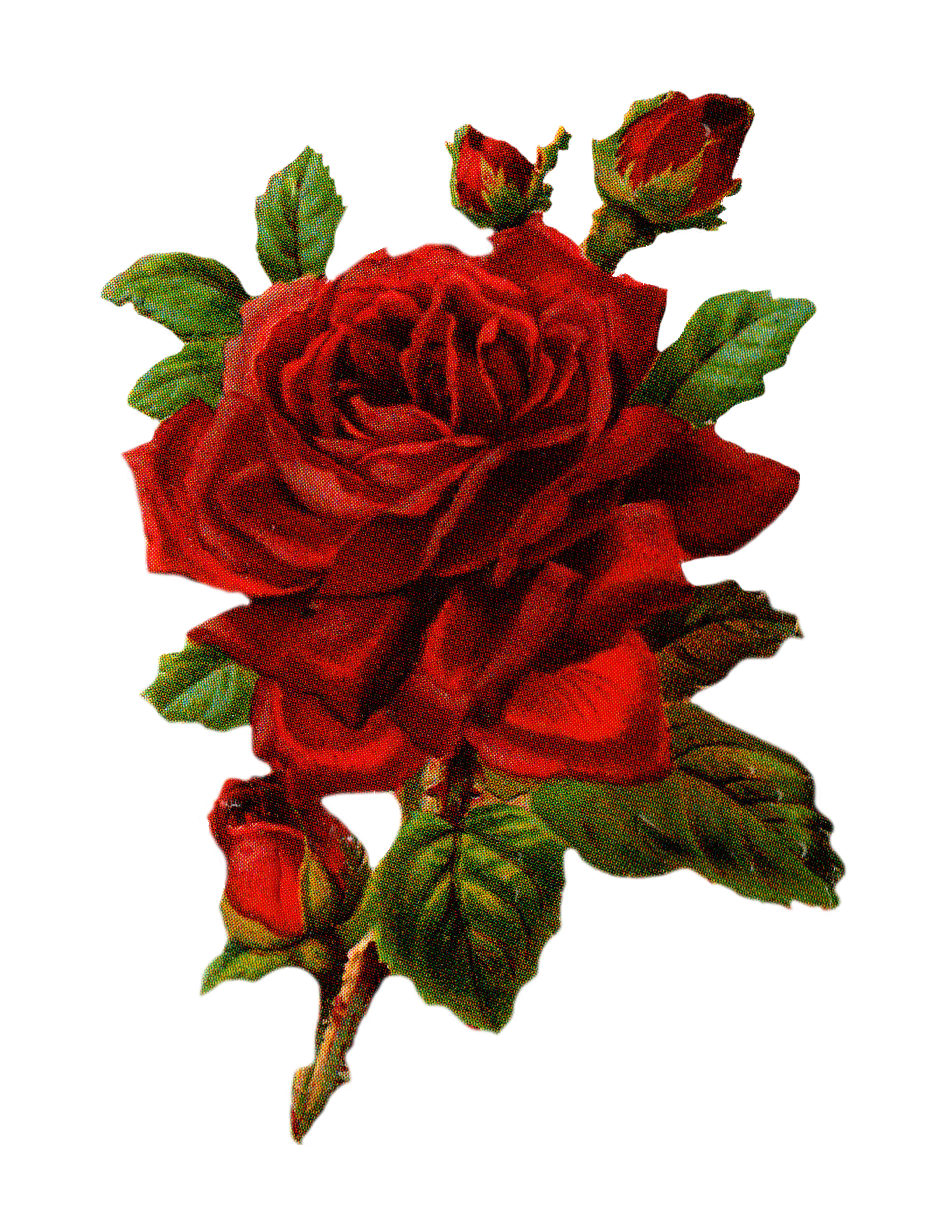 large rose image graphics for facebook whatsapp #40651