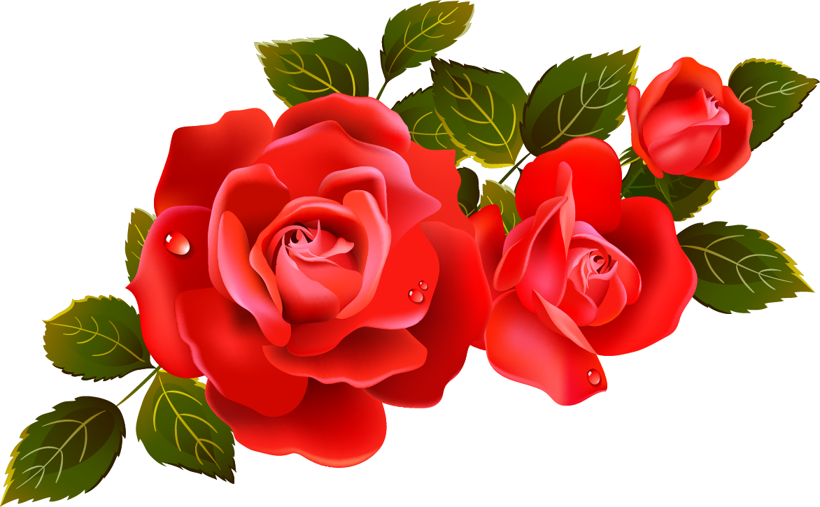 large rose picture free download #40652