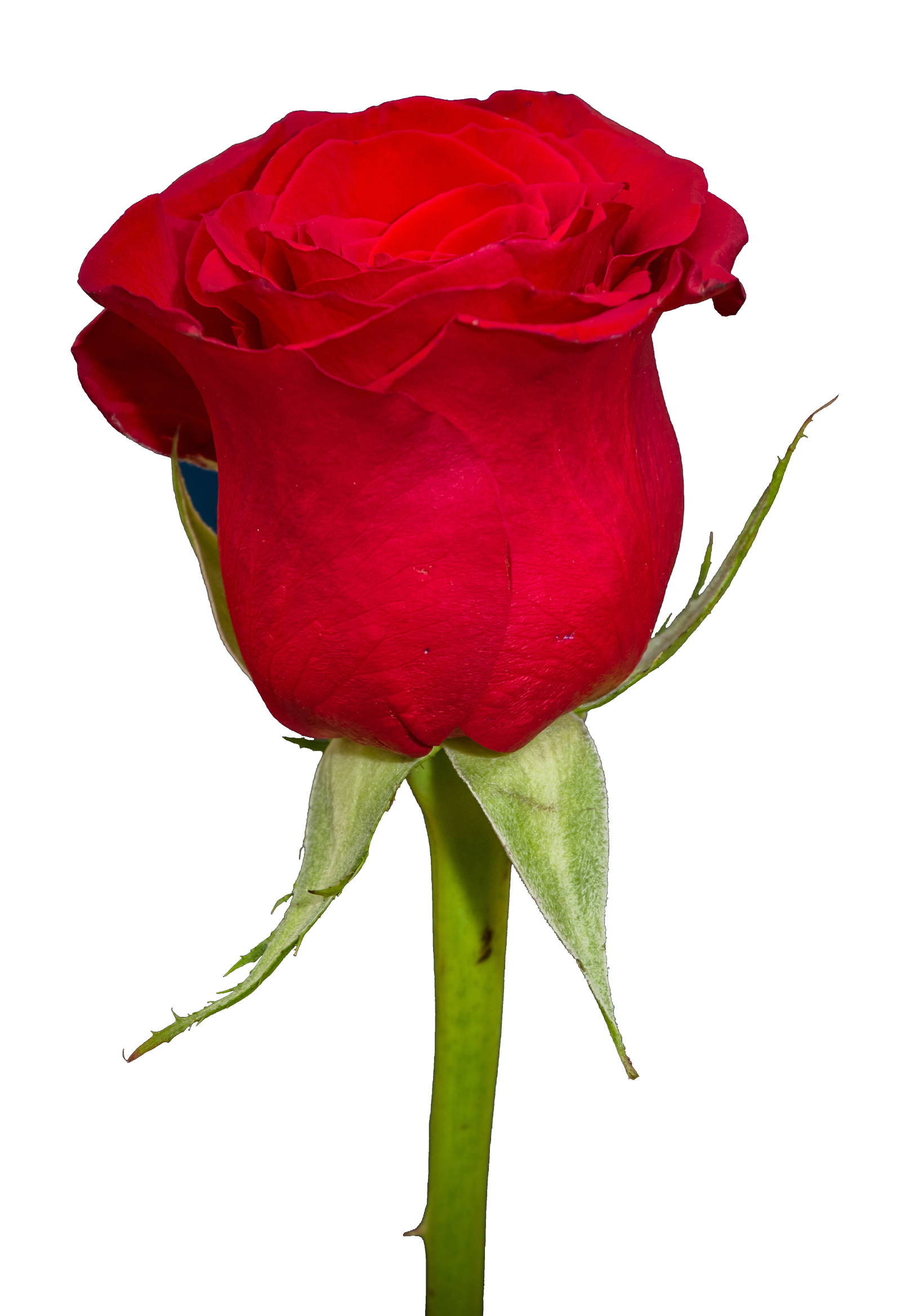 Mature Red Rose Photo #40649