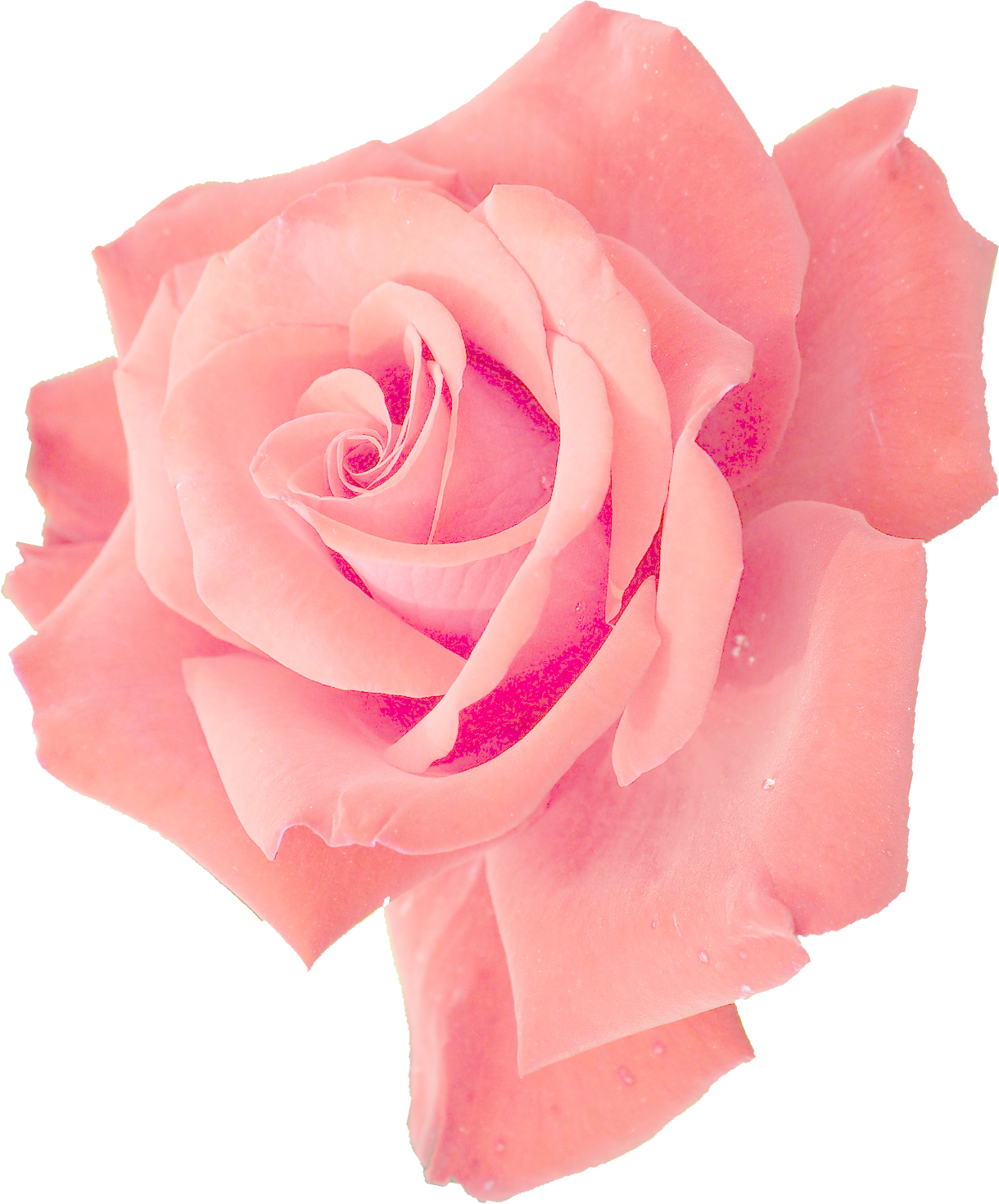 Photo Pink Rose for Valentine and Mothers Day #40628