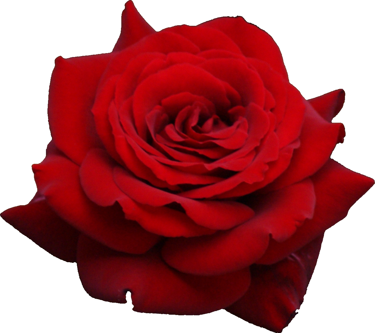 red rose flower free download #40636