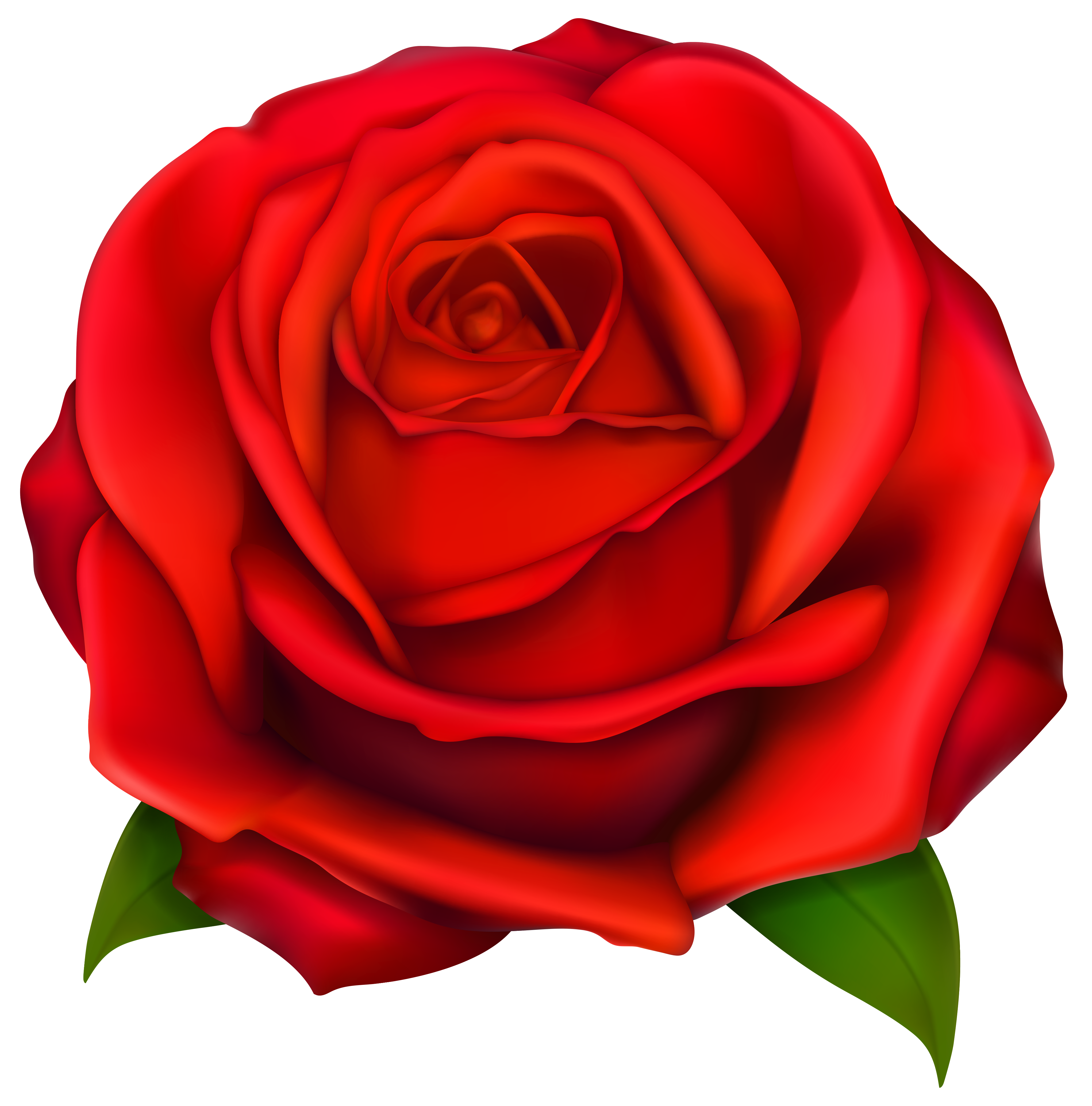 red rose flower top view png #40640