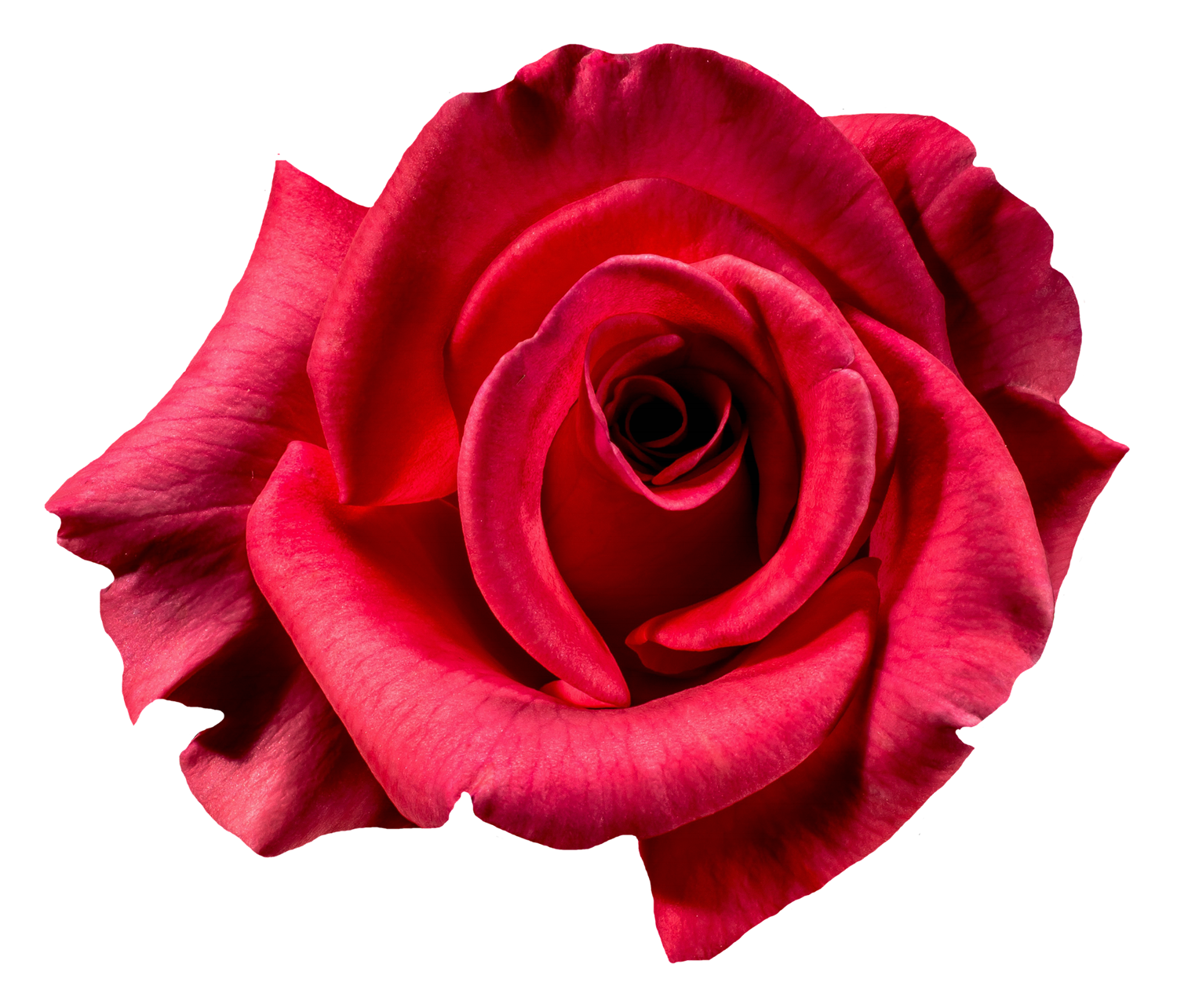 red rose flowers top view clipart #40639