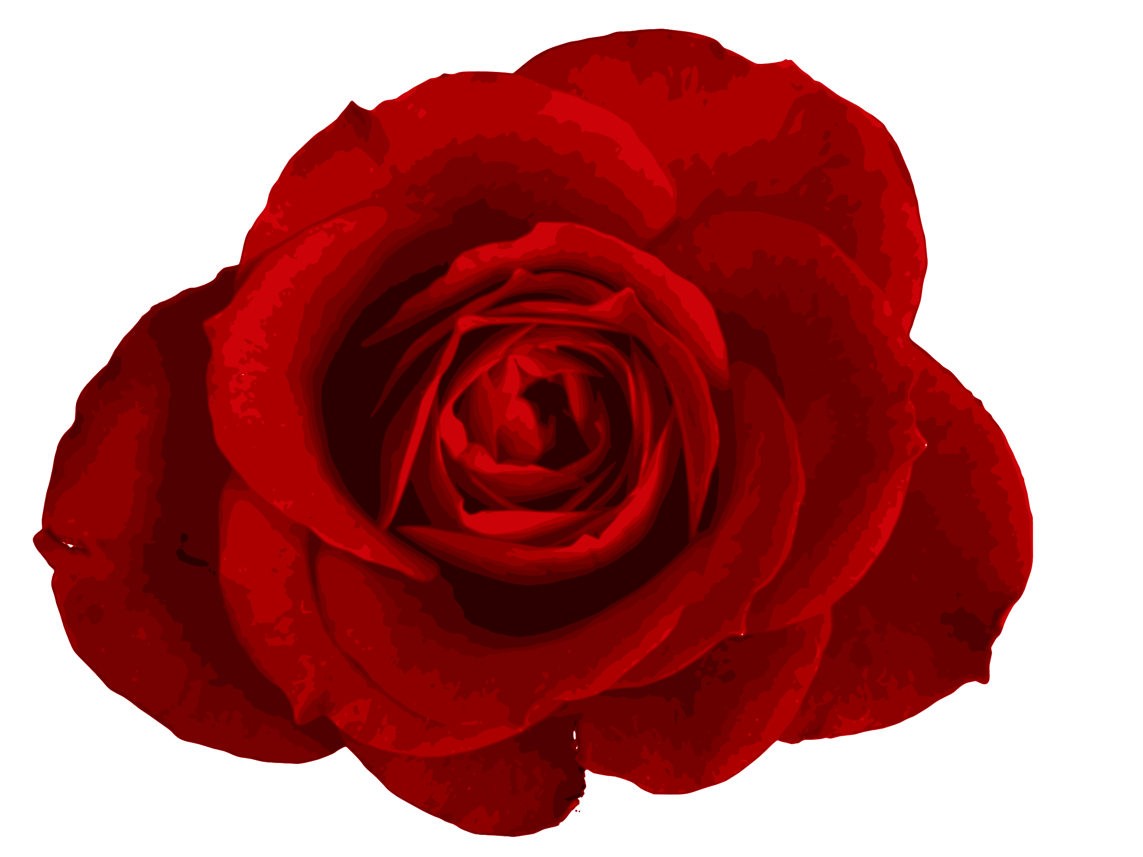 red rose png image transparent #40653