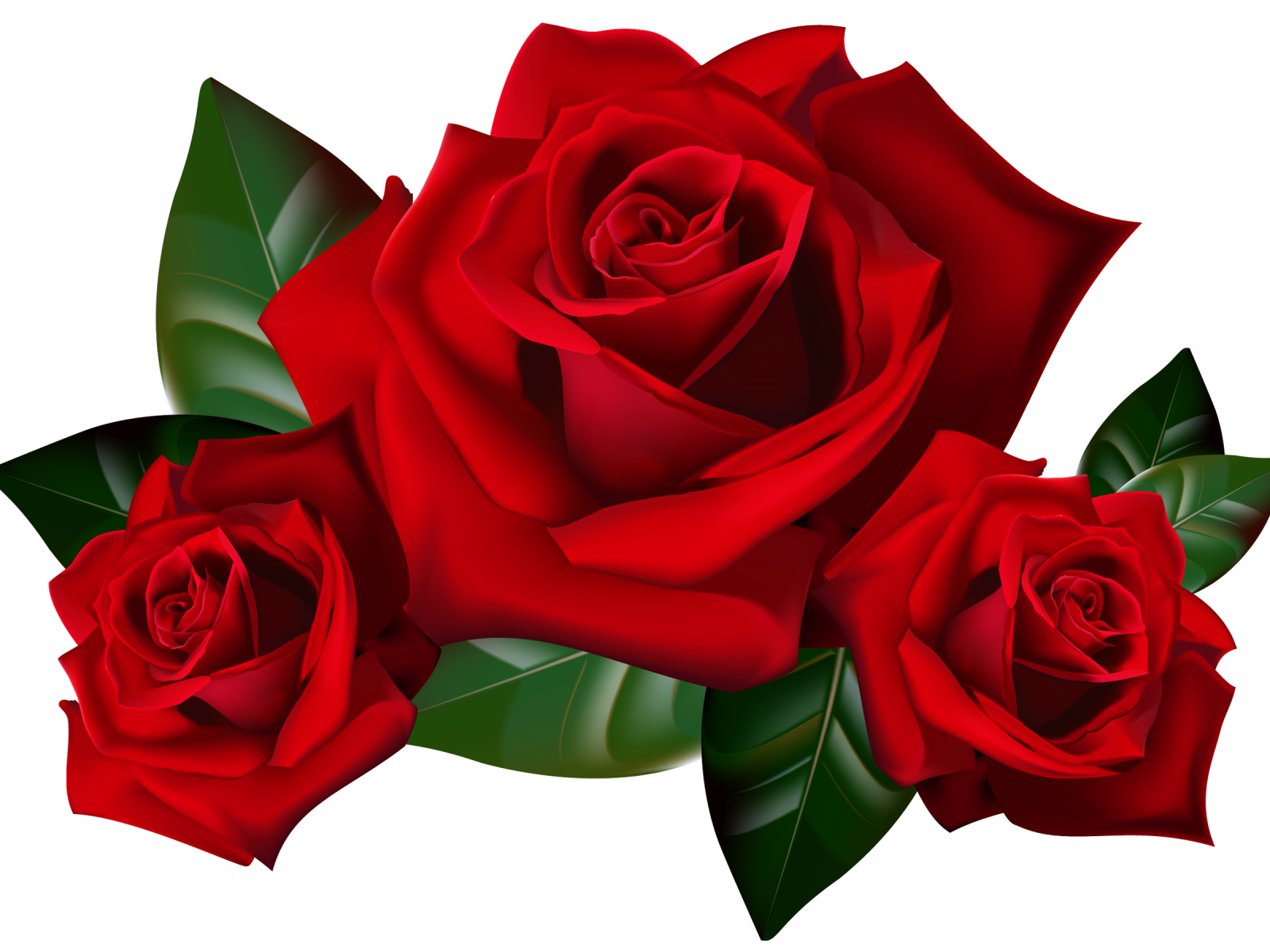 red roses photo hq mothers, valentine, lovers image #40644
