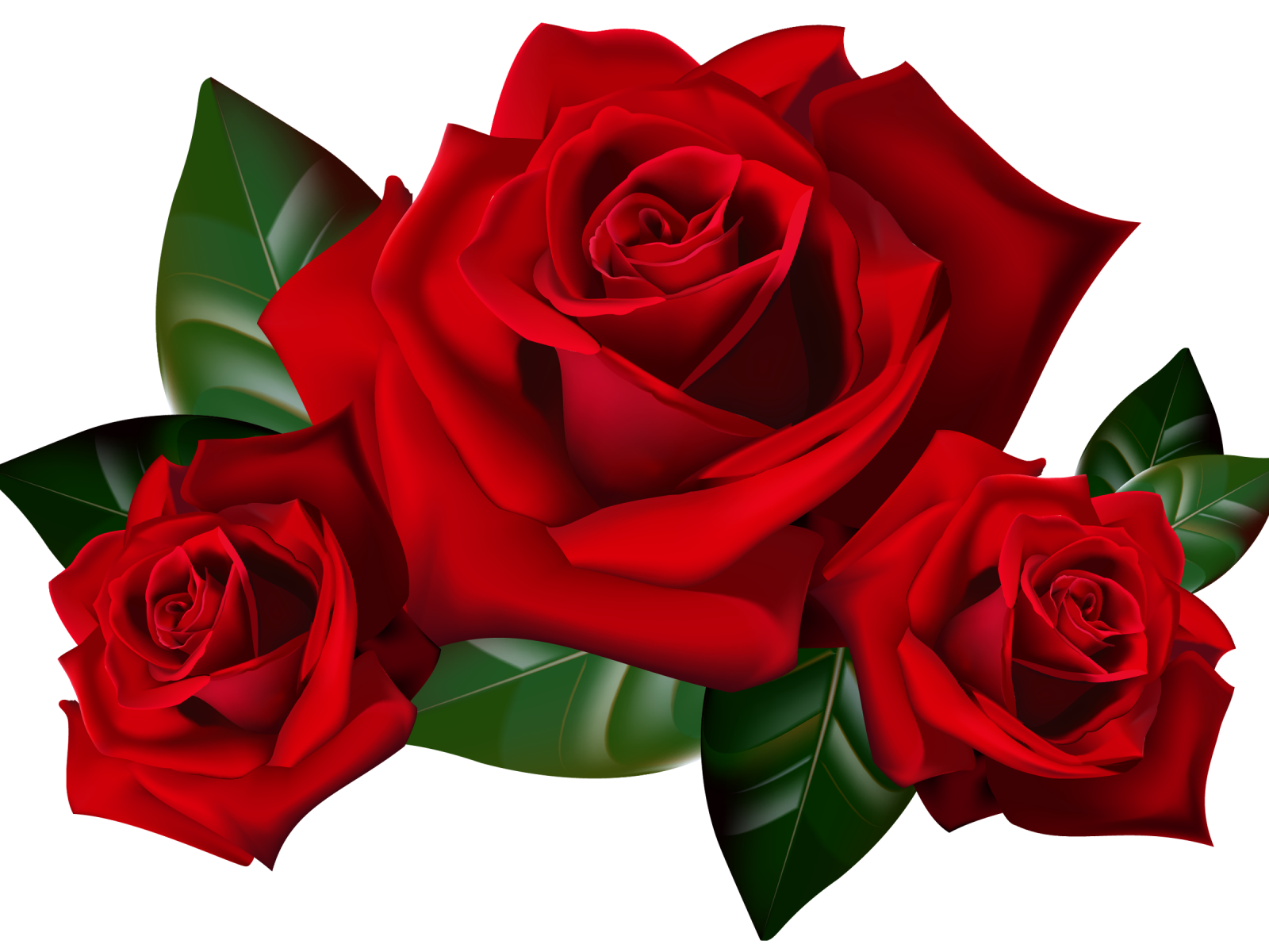 Rose - Free Rose Svg File, HD Png Download  Rose flower png, Rose  illustration, Red rose png