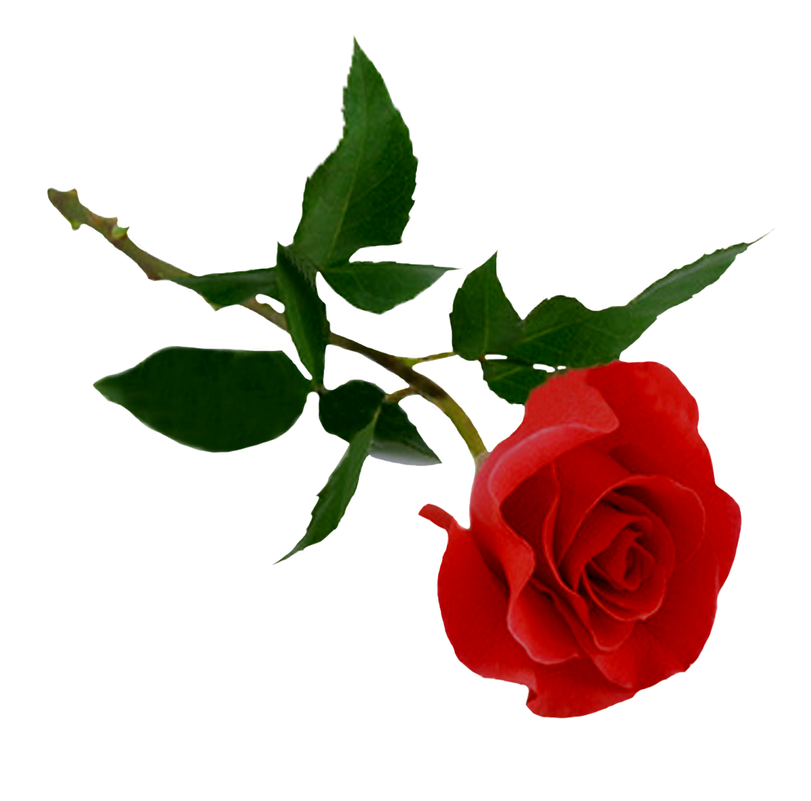 Rose Bush, Red Roses, Valentine Gift #40645