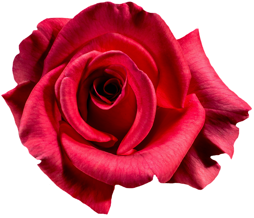 rose for lovers png #40641