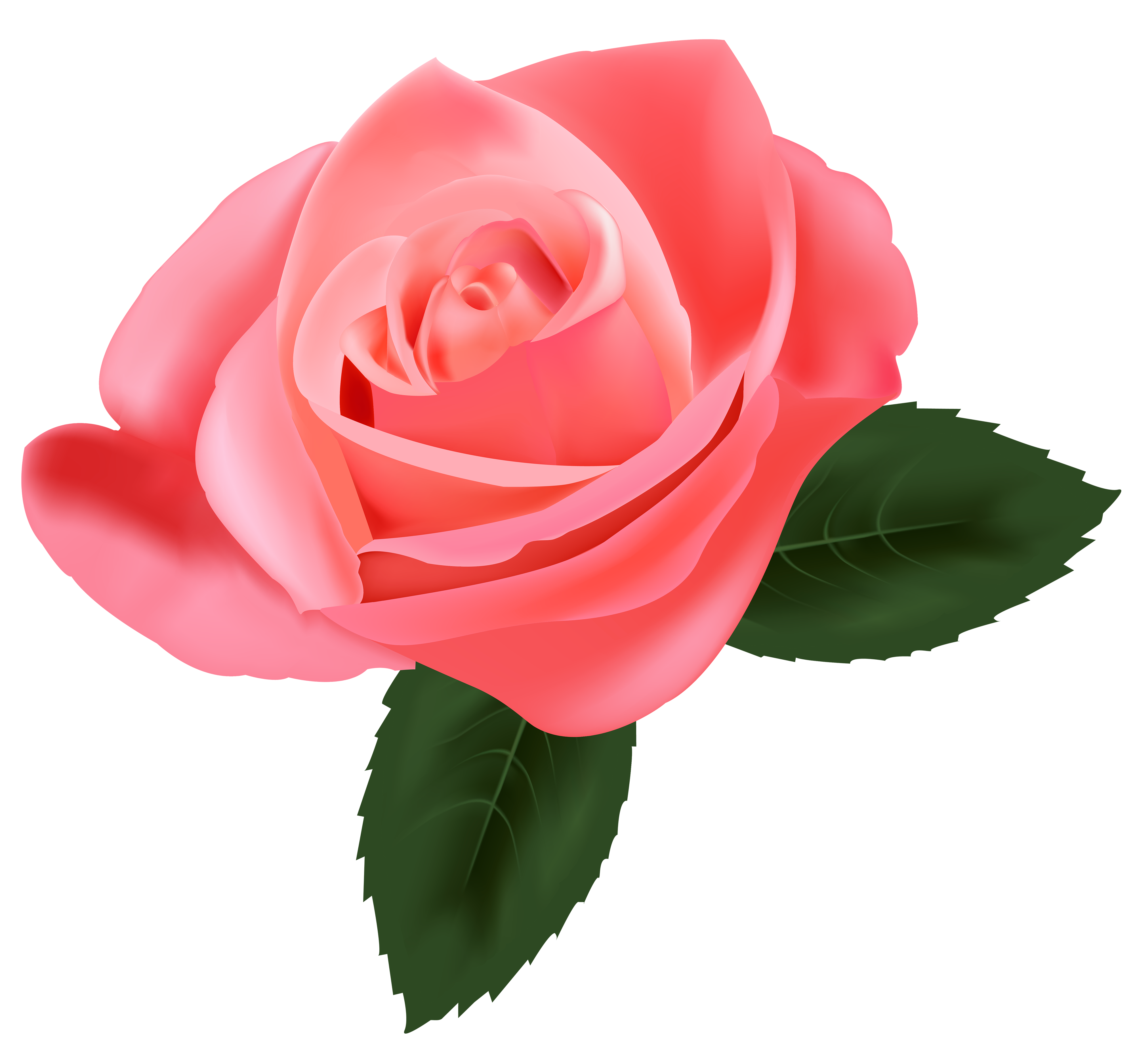 rose hd clipart #40632