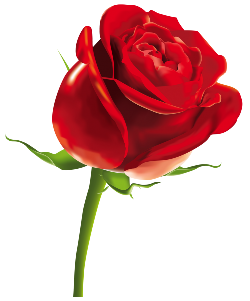 rose png download valentine day #40624