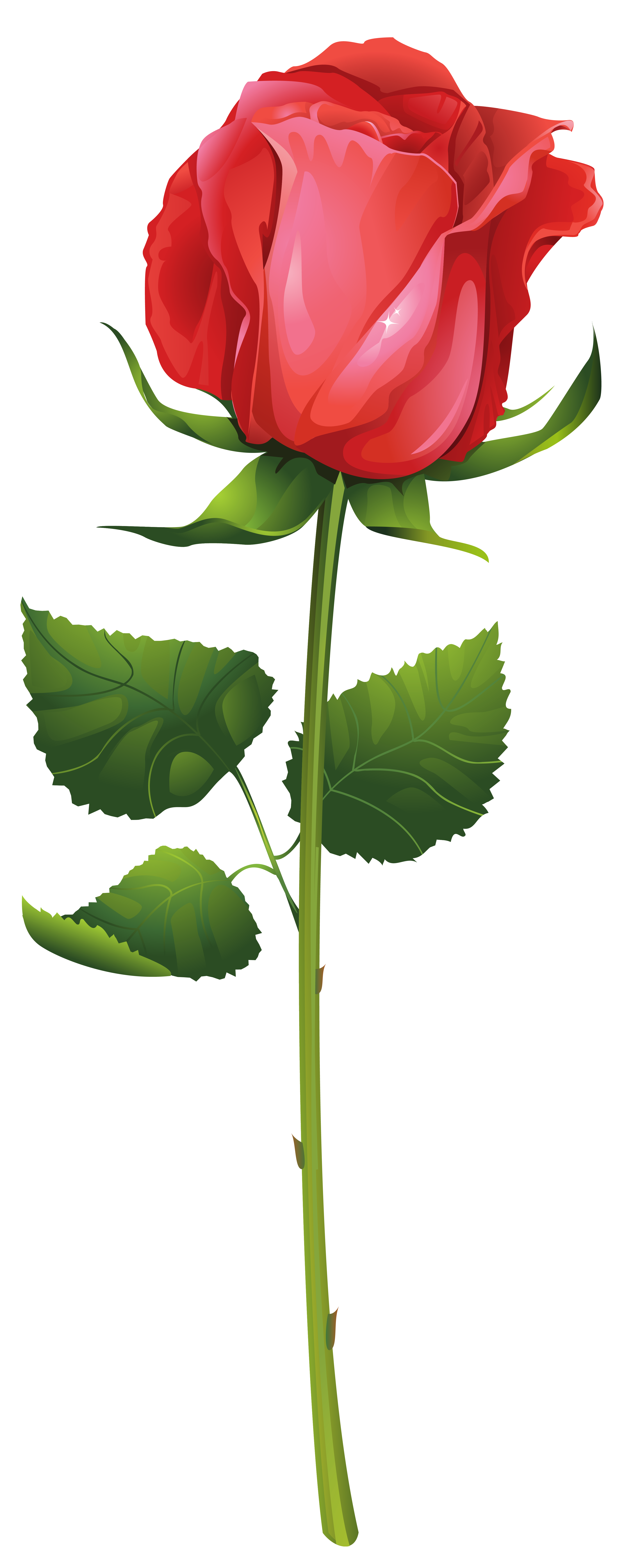 rose with stem and leaf clipart #40655