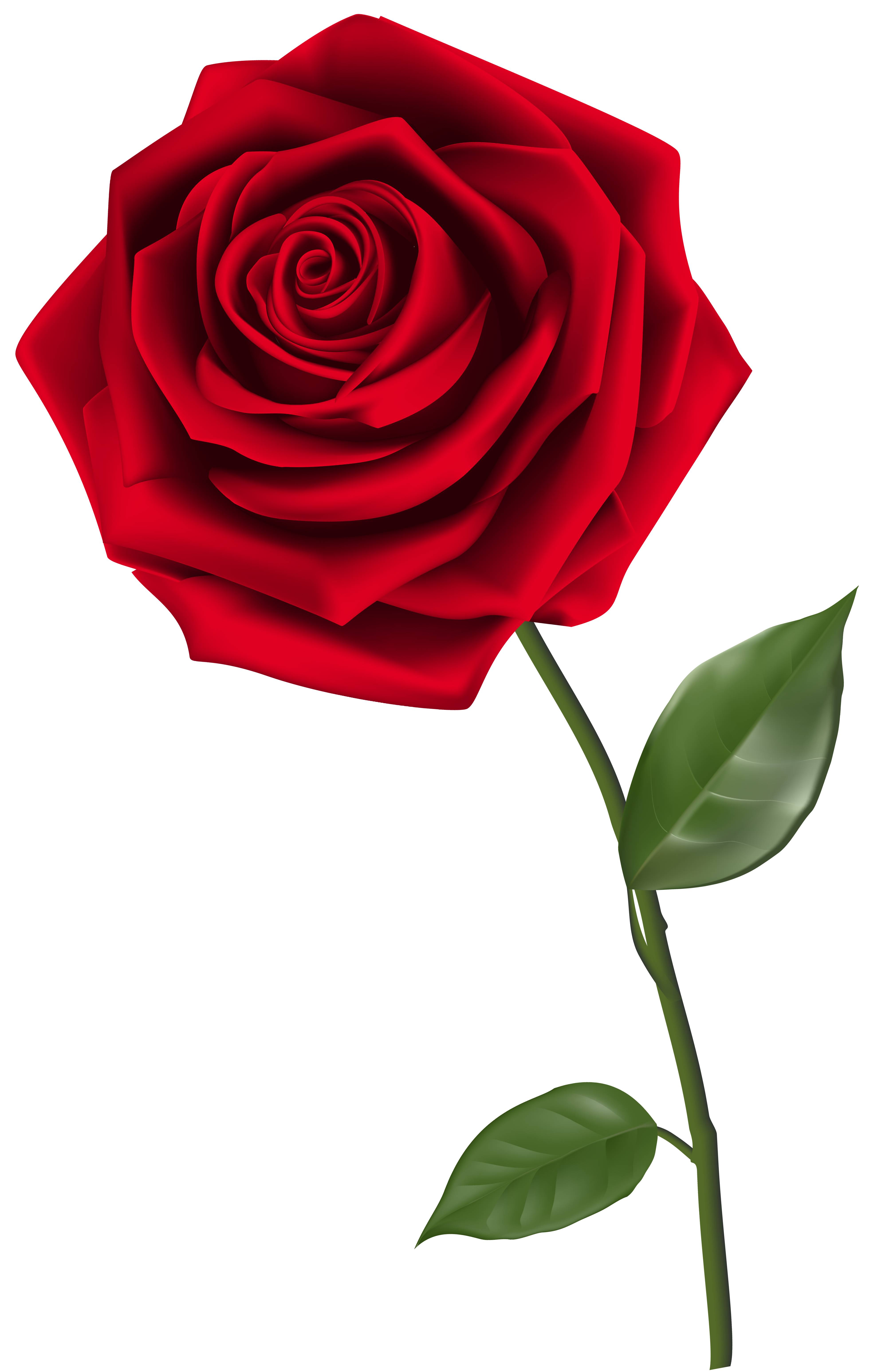 single red rose clipart image roses, flower #40621