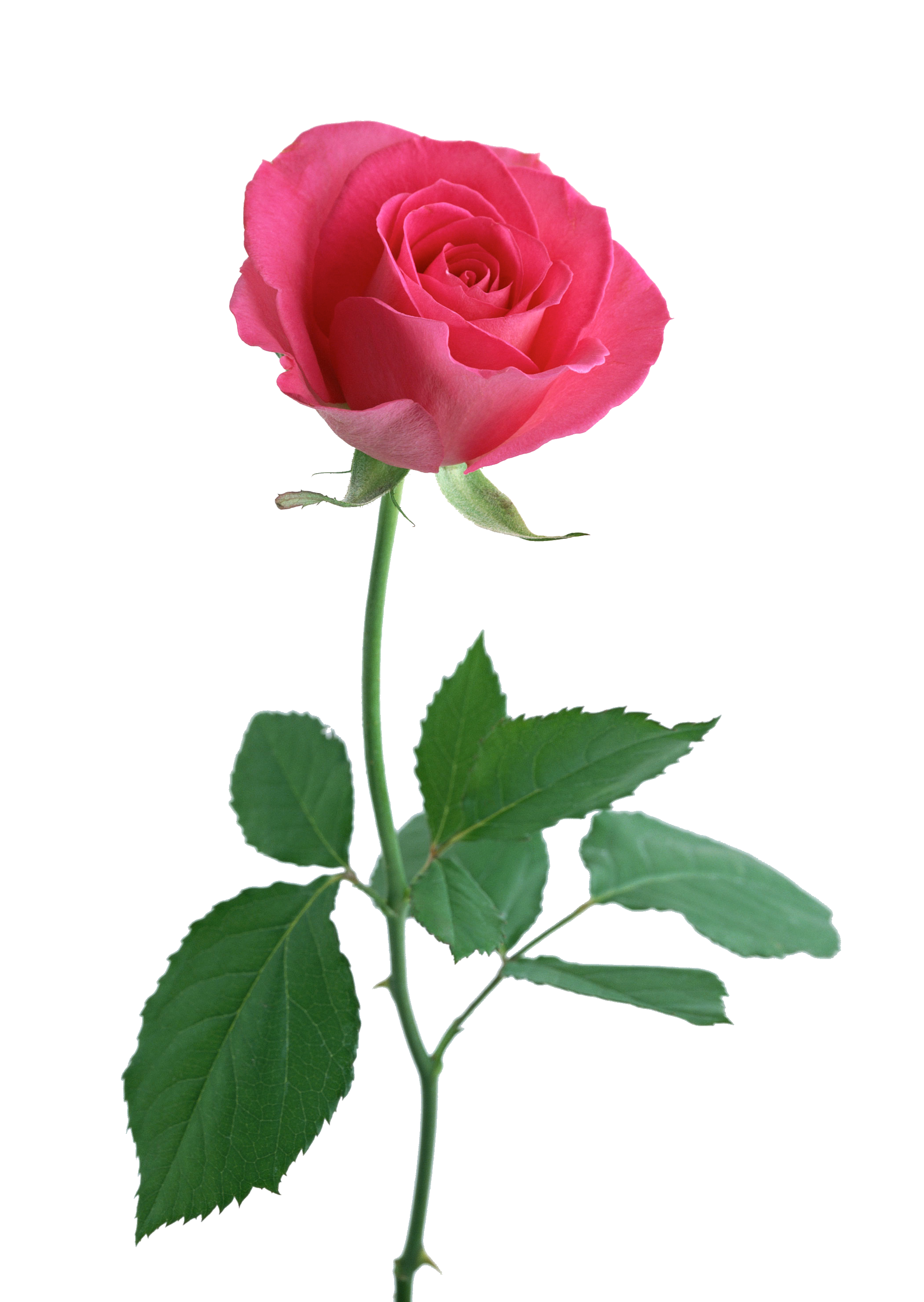 this the perfect rose for ankle tattoo would like #40650