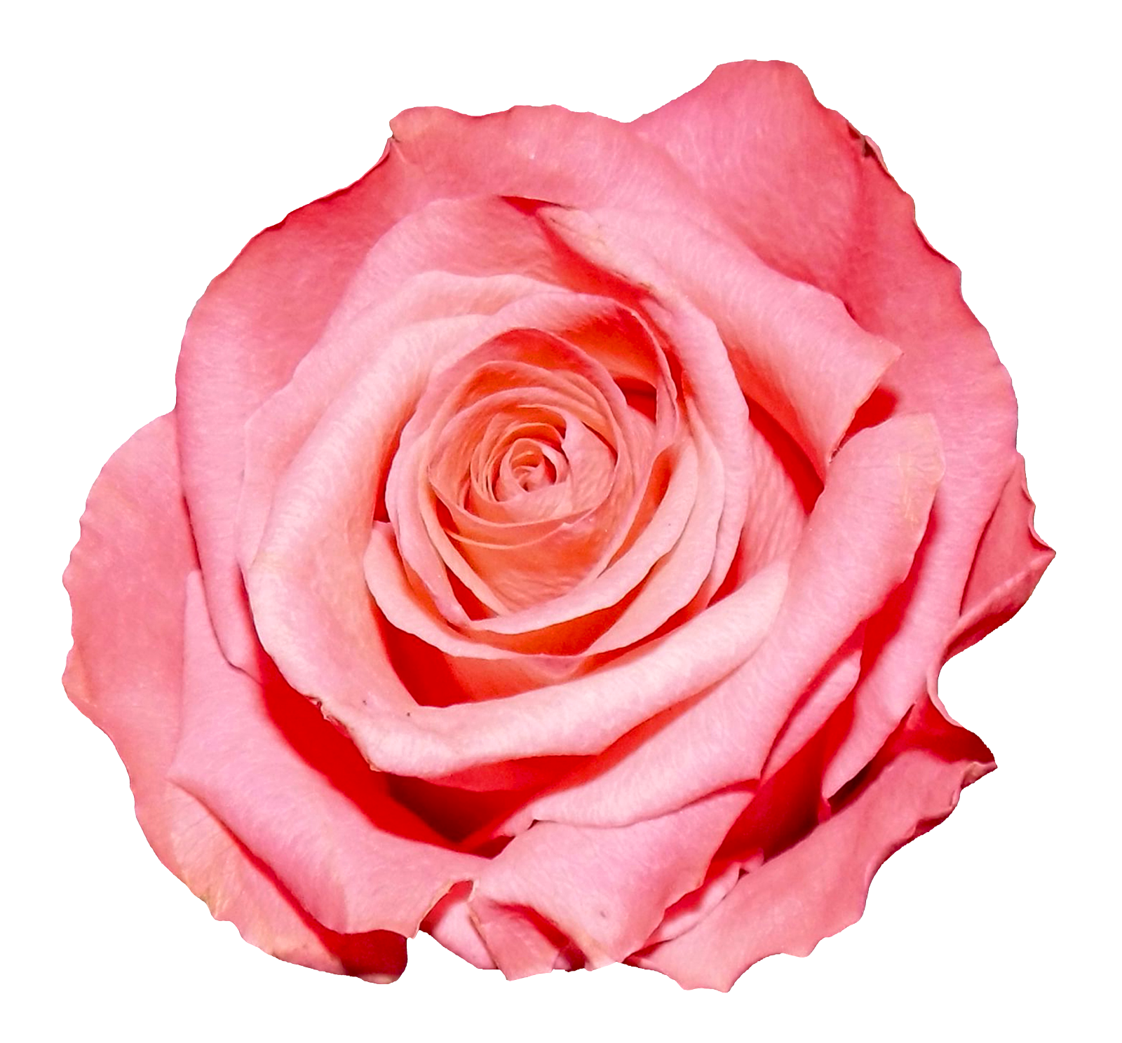 transparent pink rose background #40627