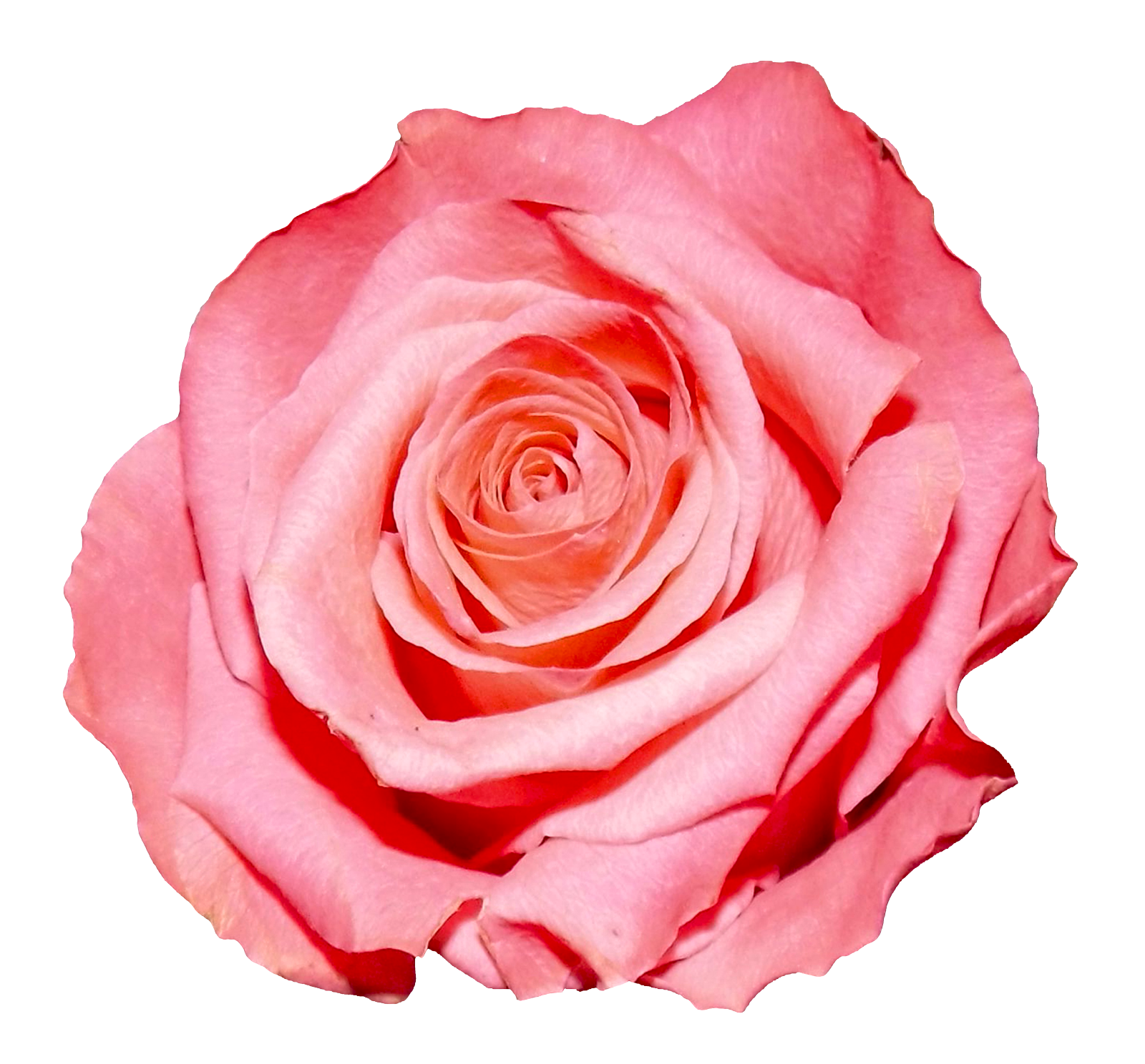 Rose Png Hd Images Free Rose Clipart Download Free Transparent Png Logos