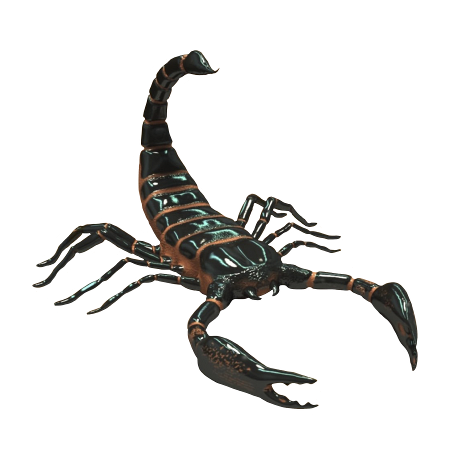 black scorpion transparent background prussiaart deviantart #30409