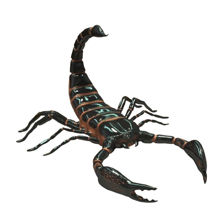 Scorpion PNG And Scorpion Tattoos Free Images Download