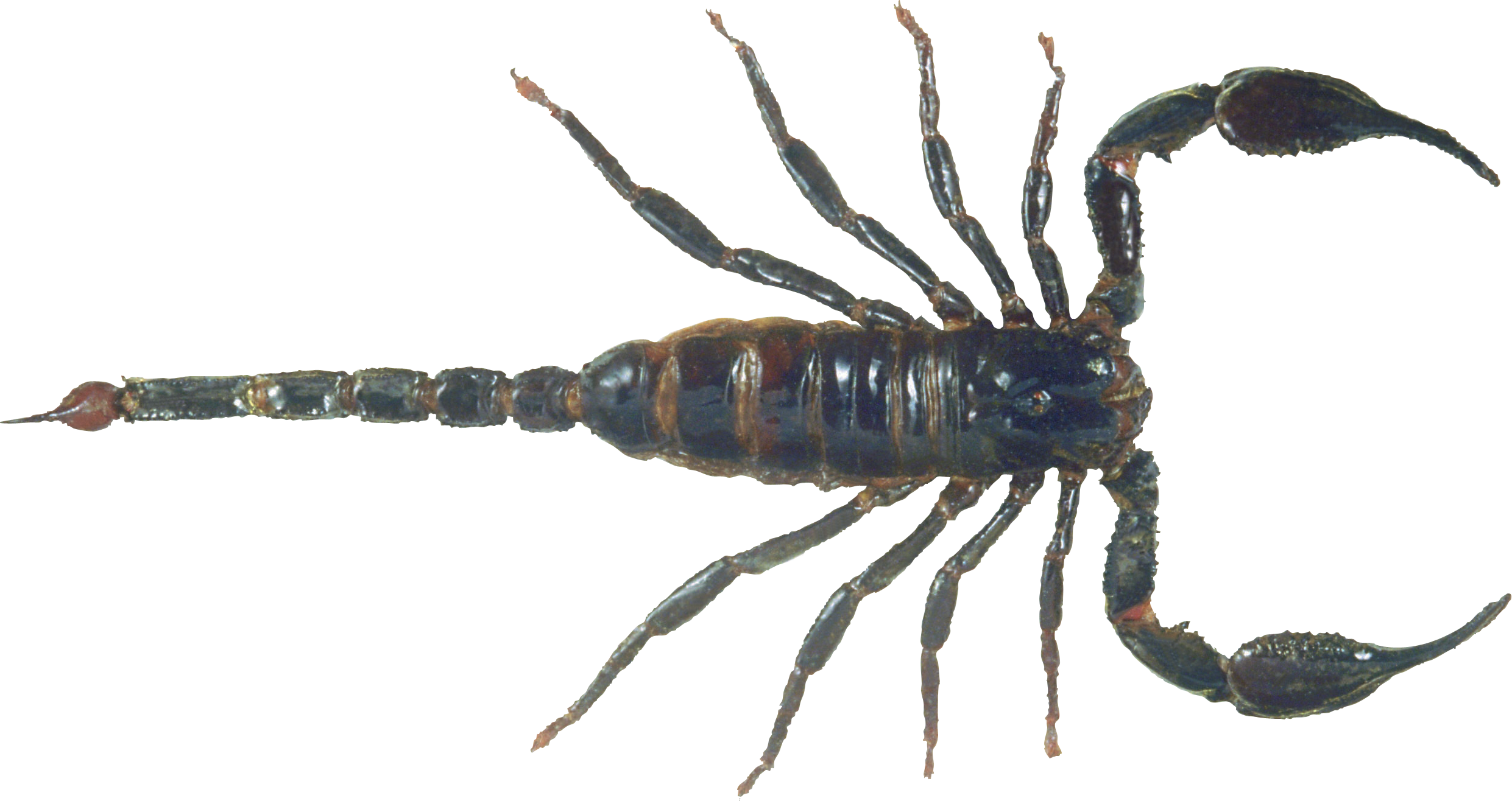 download scorpion png pic transparent png images icons and clip arts #30406
