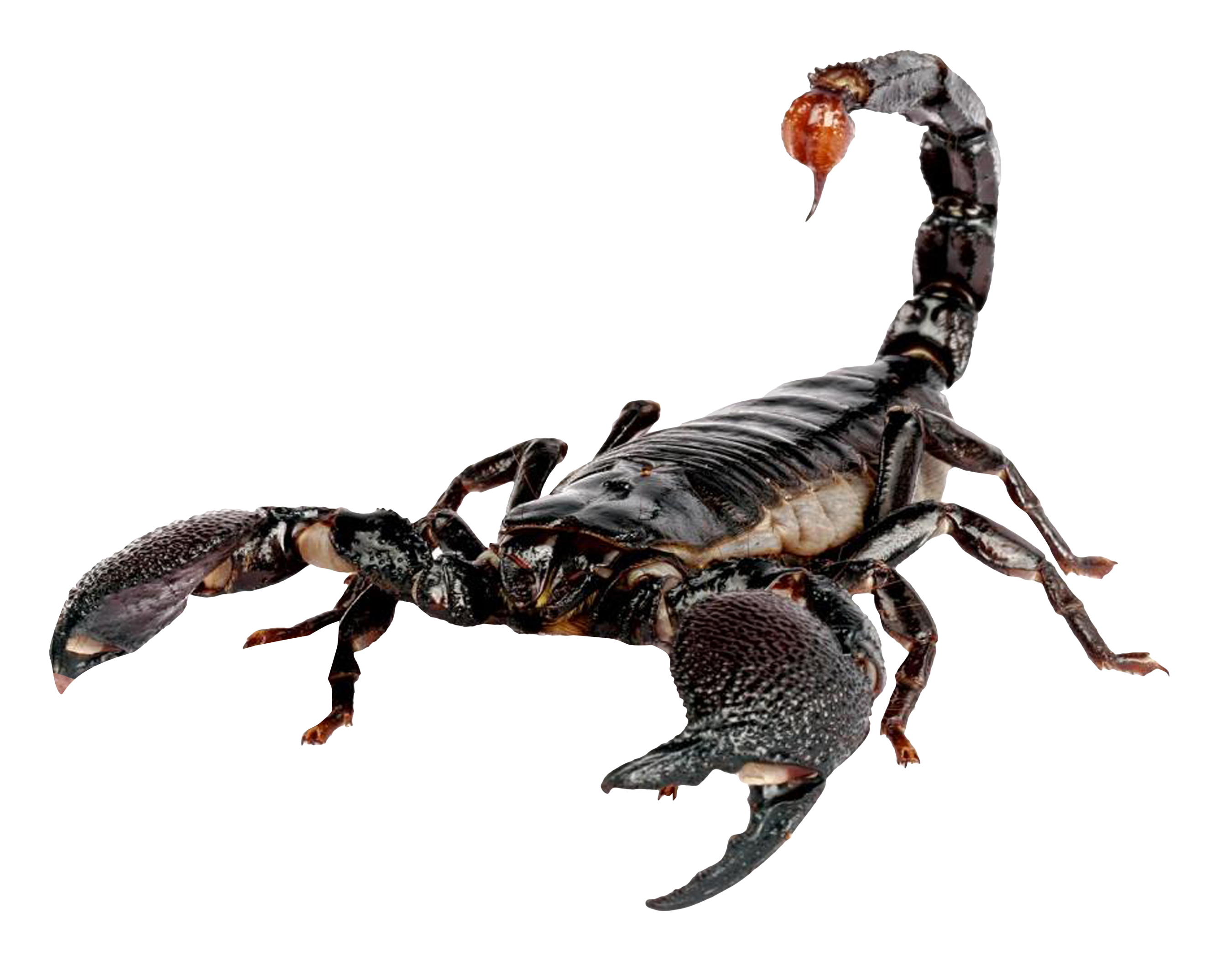 scorpion png image purepng transparent png image library #30414