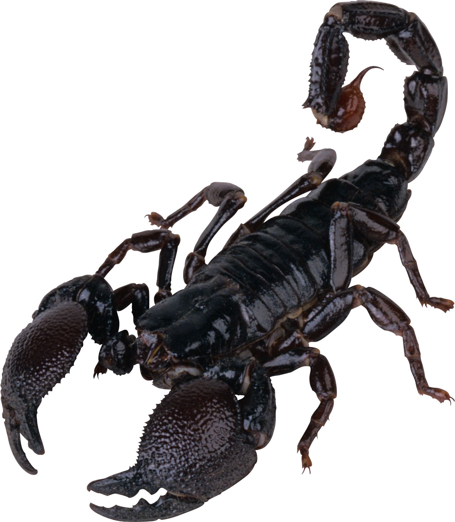 scorpion png image purepng transparent png image library #30424