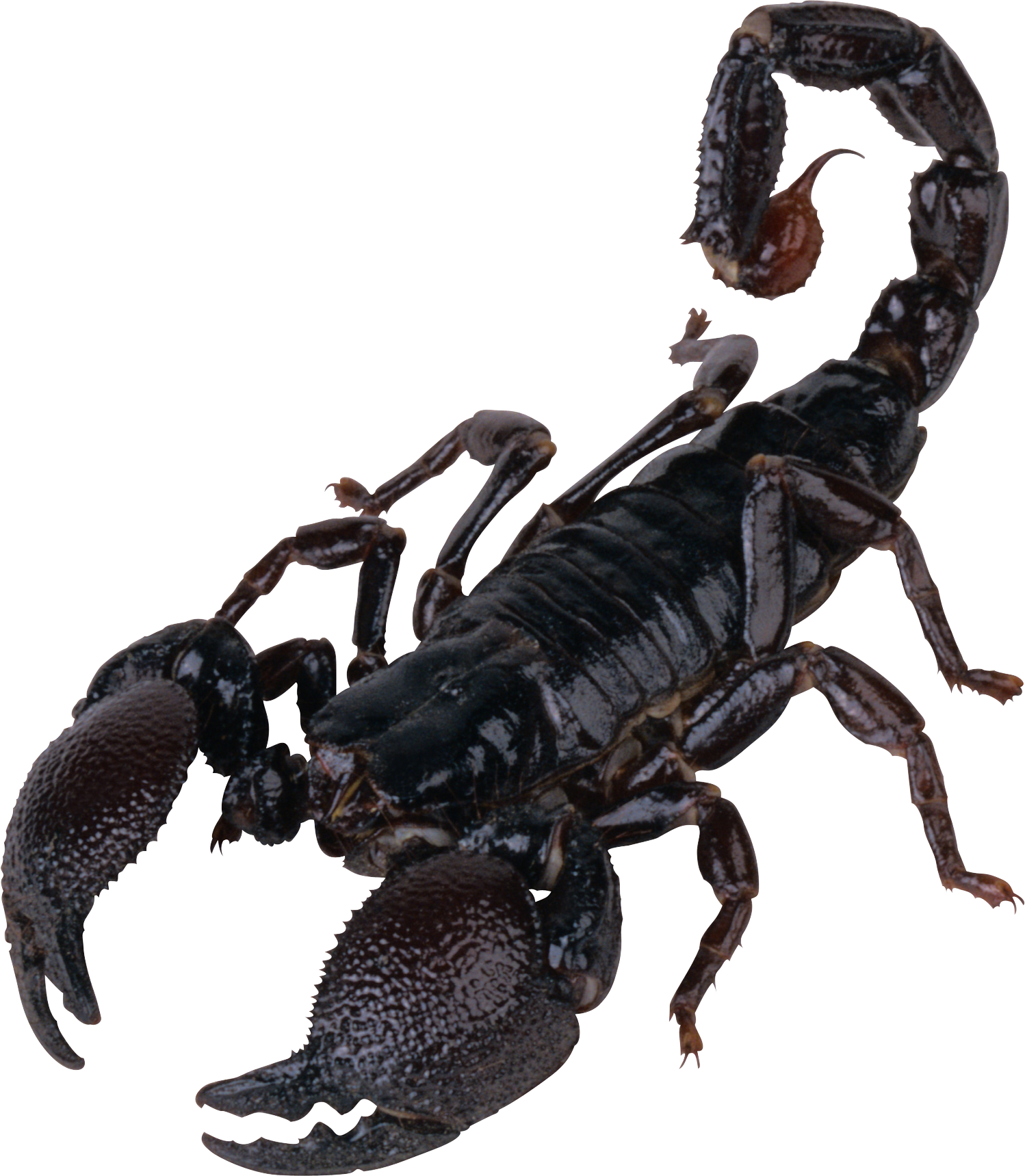 Scorpion PNG And Scorpion Tattoos Free Images Download