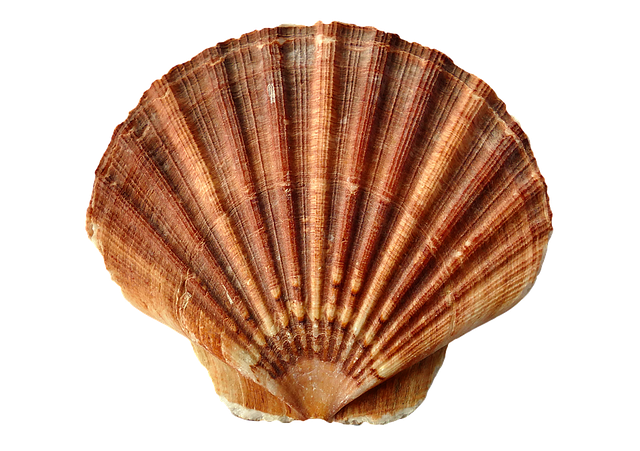 sea shell clam photo pixabay #17903