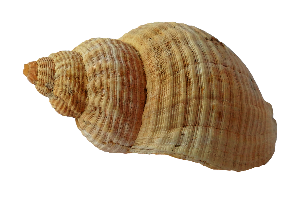 sea shell clam photo pixabay #17929