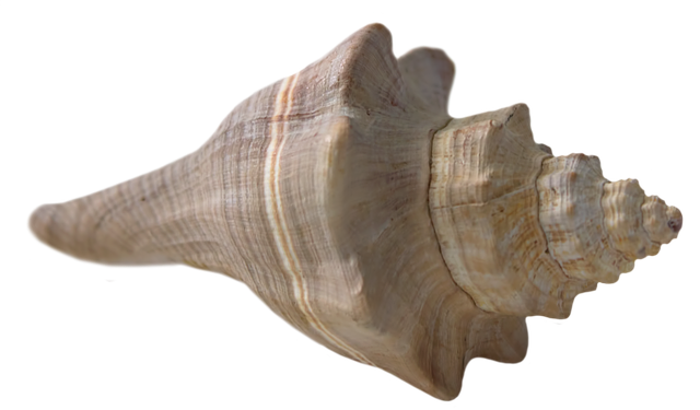 illustration seashell shell beach sea nature #26419