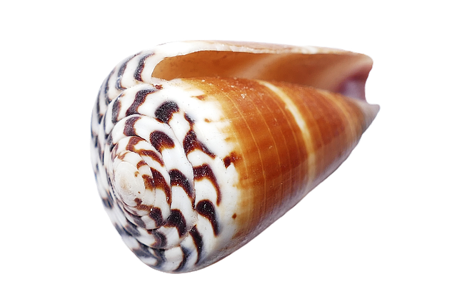 photo seashell shells sea white beach #26417