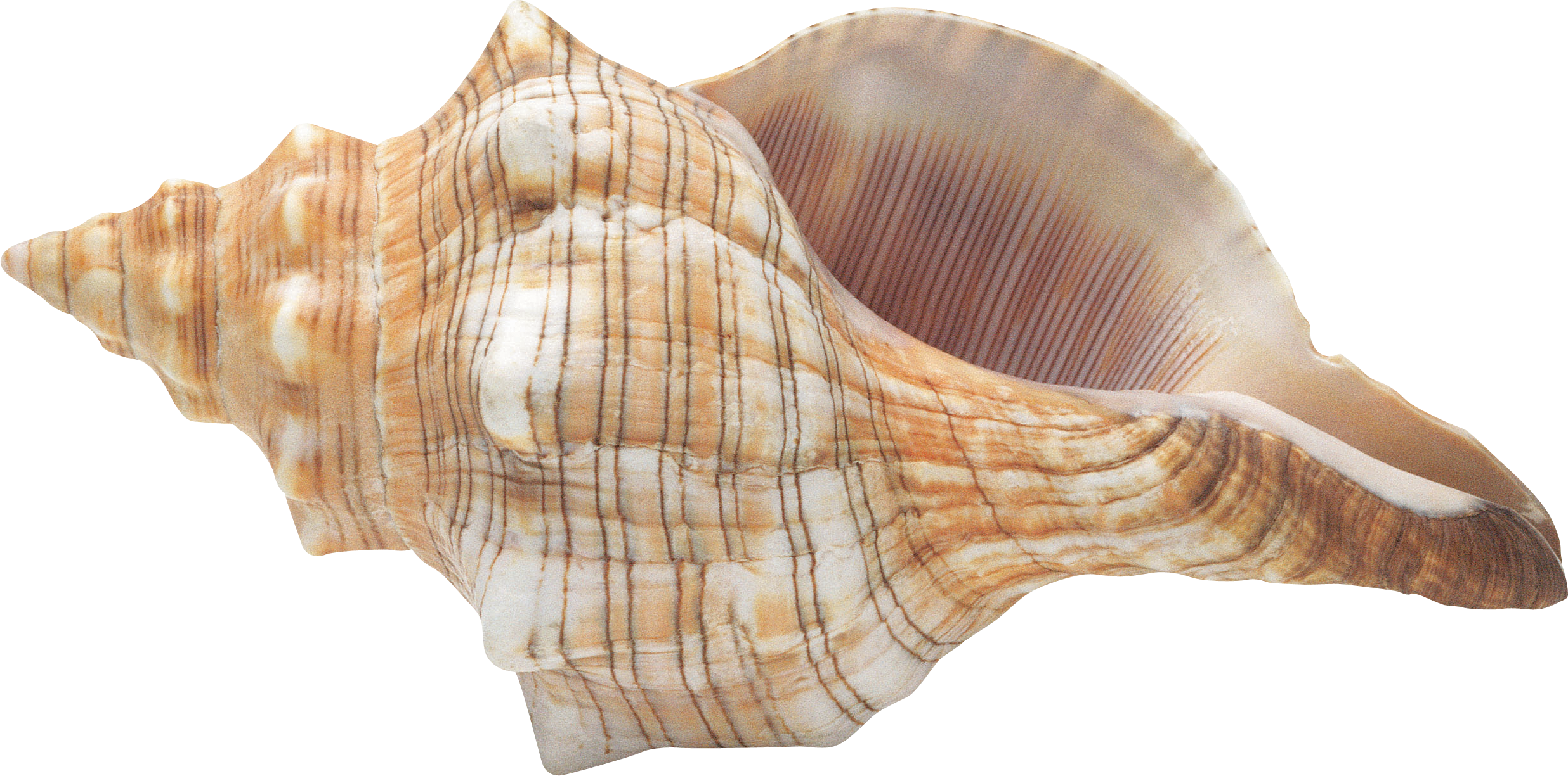 seashell, book advances mass spectrometry volume plenary and #26412