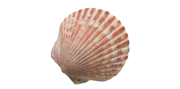 seashell, contact #26411